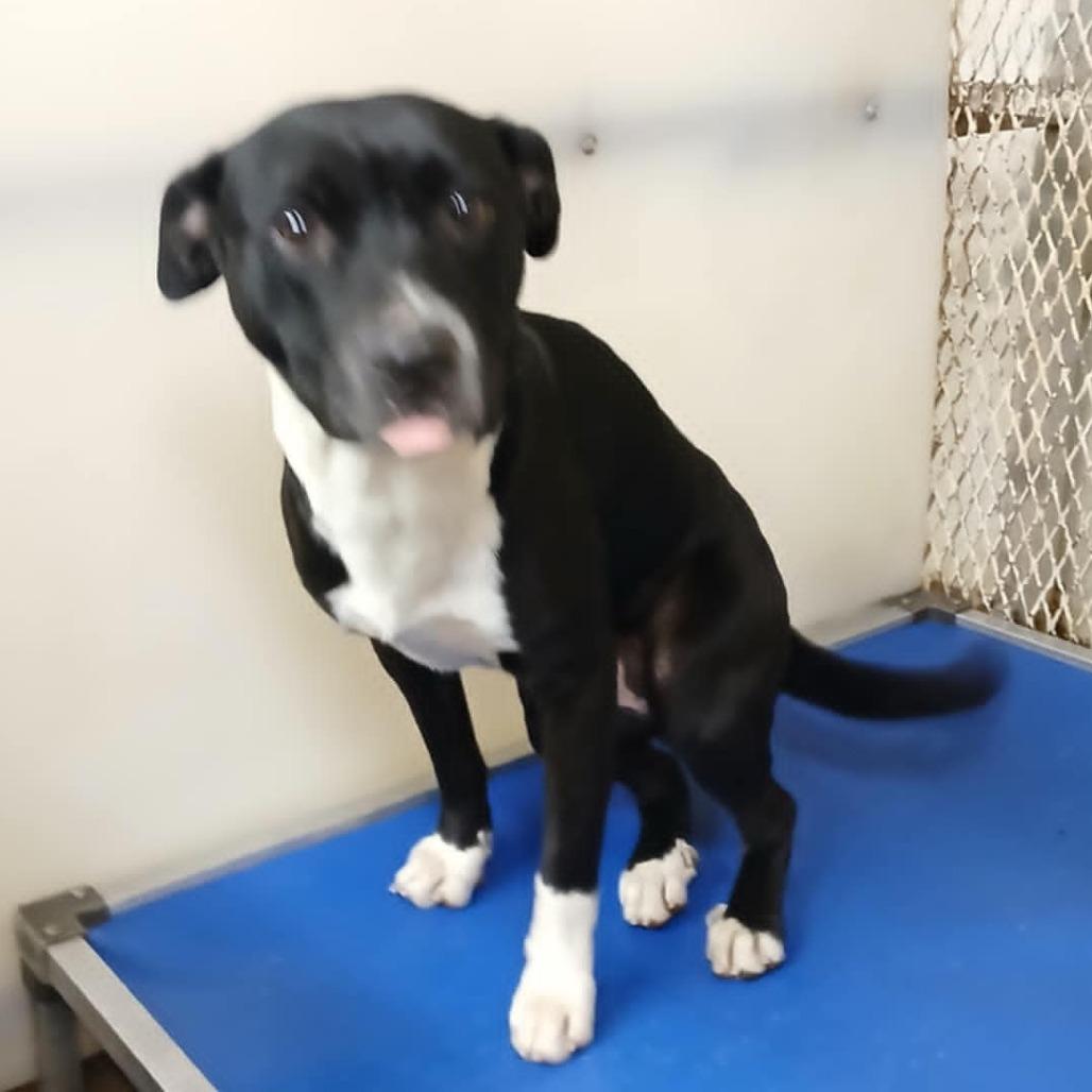 Kaloni, a Adoptable mixed breed in Stephenville, TX image 3/3