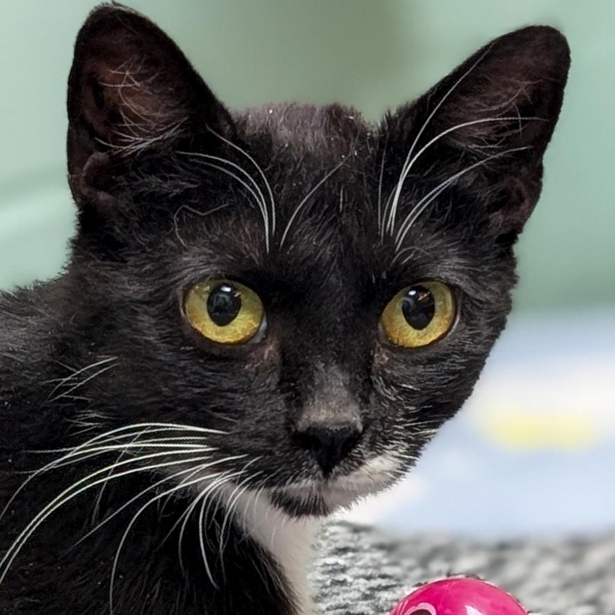 Morticia - Reduced Fee, ADOPTABLE, Adult Female Domestic Short Hair.
