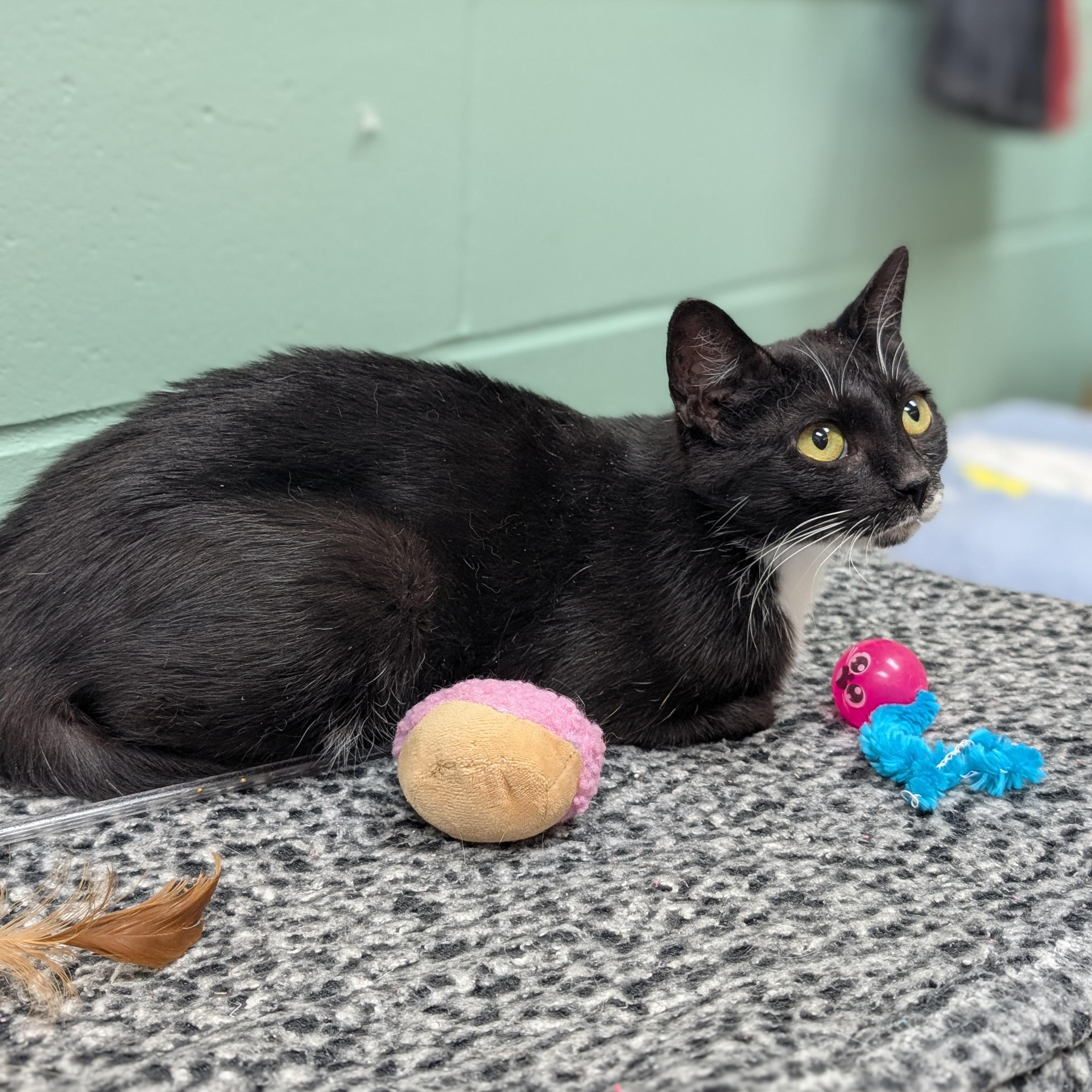 Morticia - Reduced Fee, a ADOPTABLE Domestic Short Hair in Jefferson, WI image 2/3