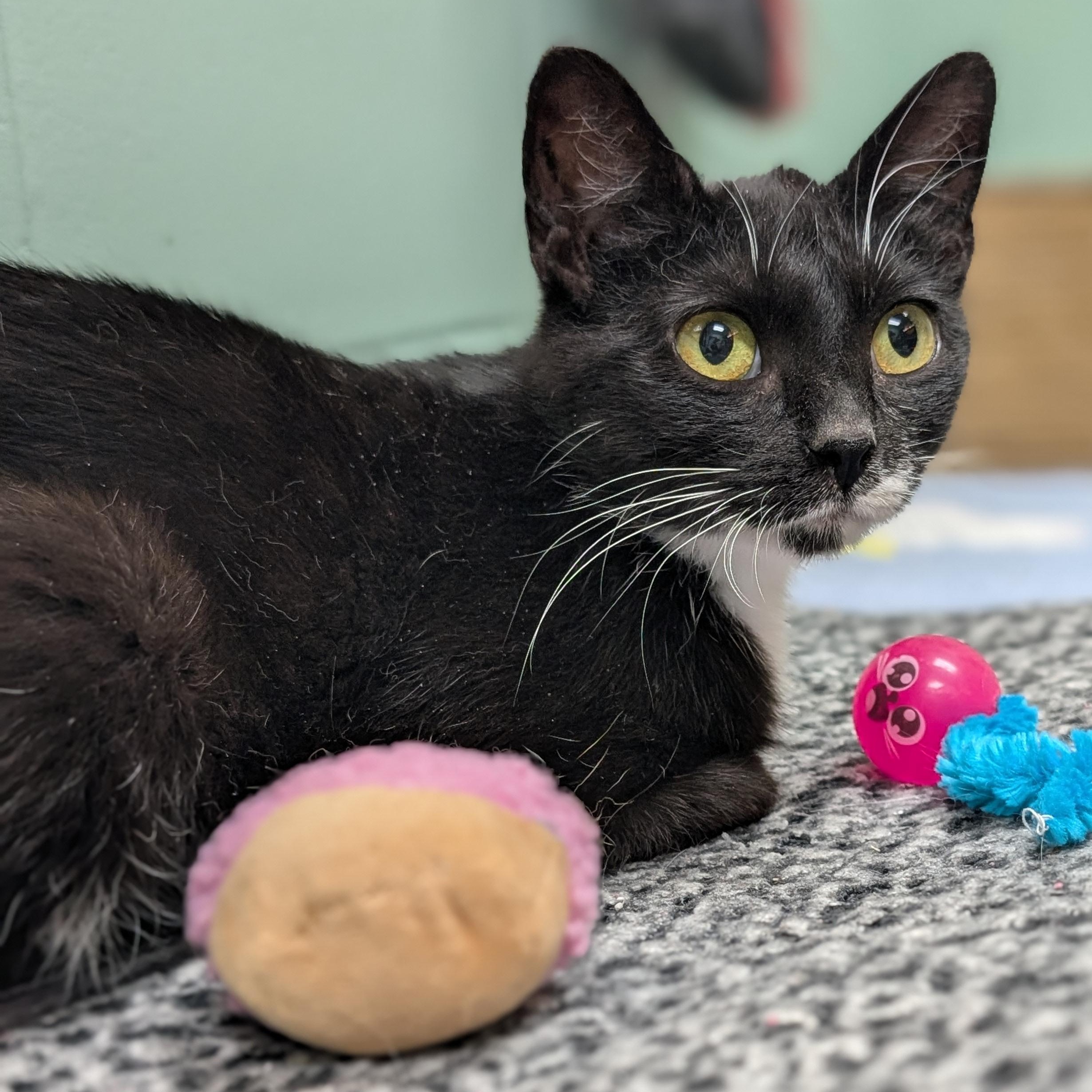 Morticia - Reduced Fee, a ADOPTABLE Domestic Short Hair in Jefferson, WI image 3/3