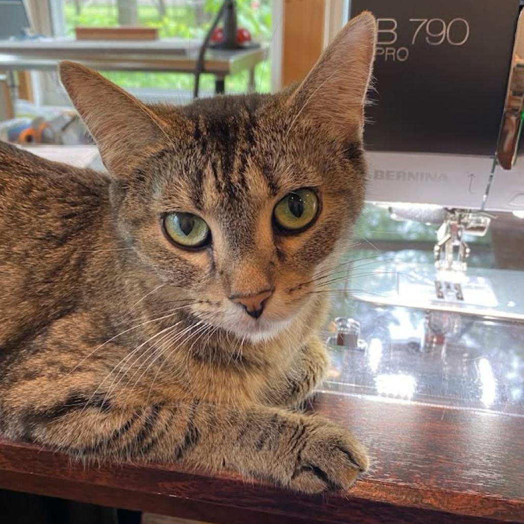 Mango, Adoptable, Young Female Domestic Short Hair.