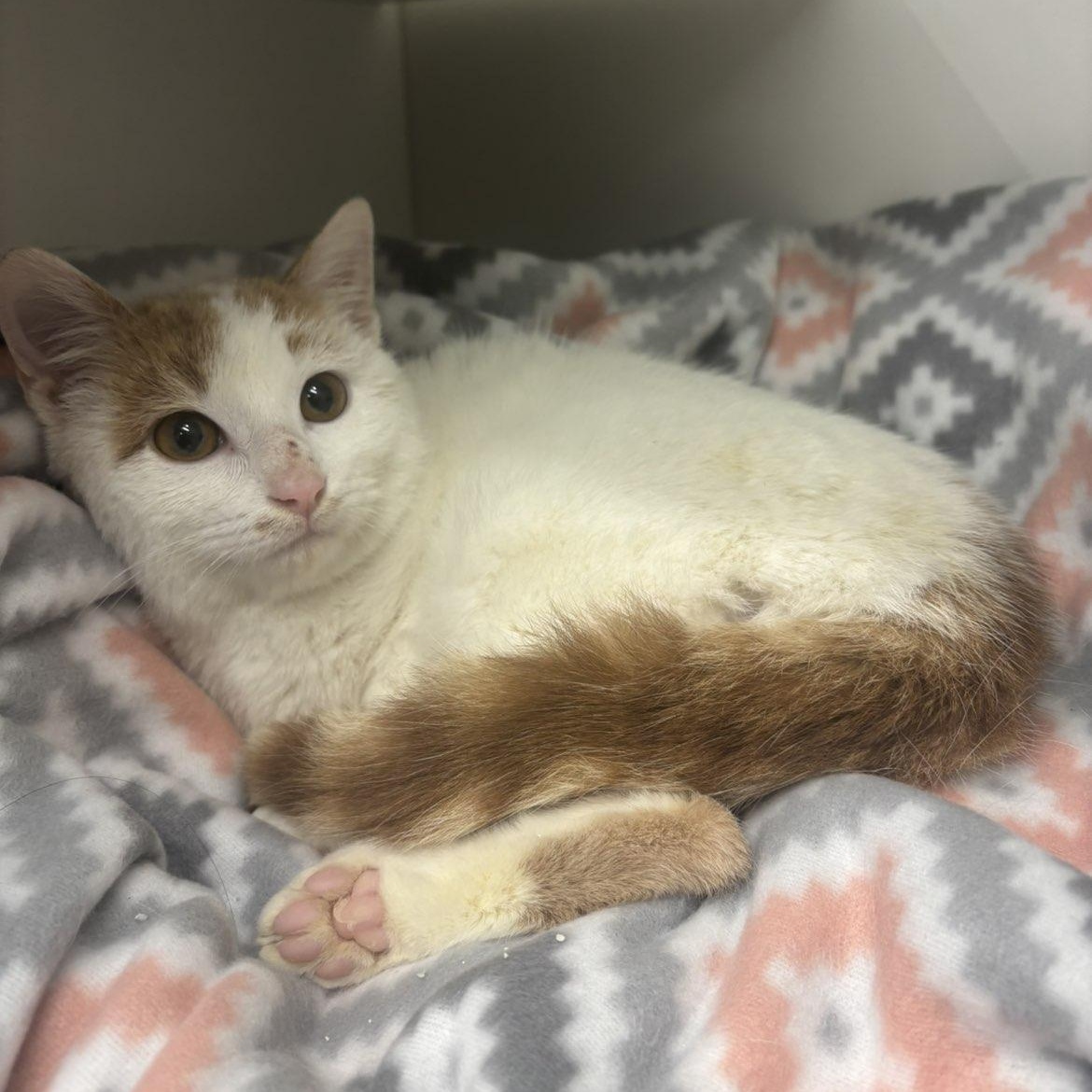 Enlarge Freckles, an adopted Domestic Short Hair in Pardeeville, WI image 3/4
