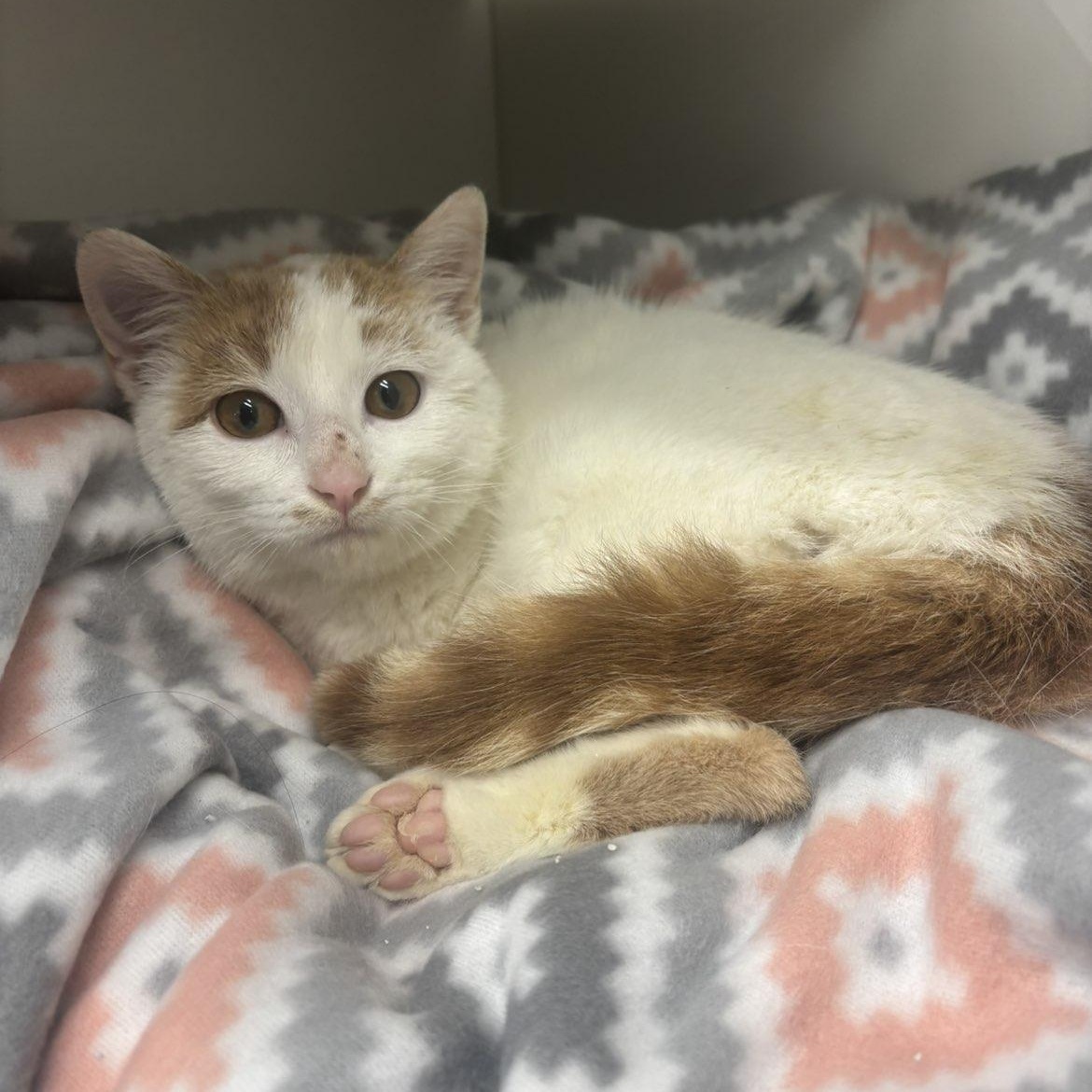 Freckles, adopted, Kitten Male Domestic Short Hair.