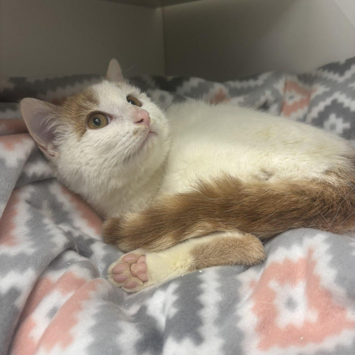 Enlarge Freckles, an adopted Domestic Short Hair in Pardeeville, WI image 4/4