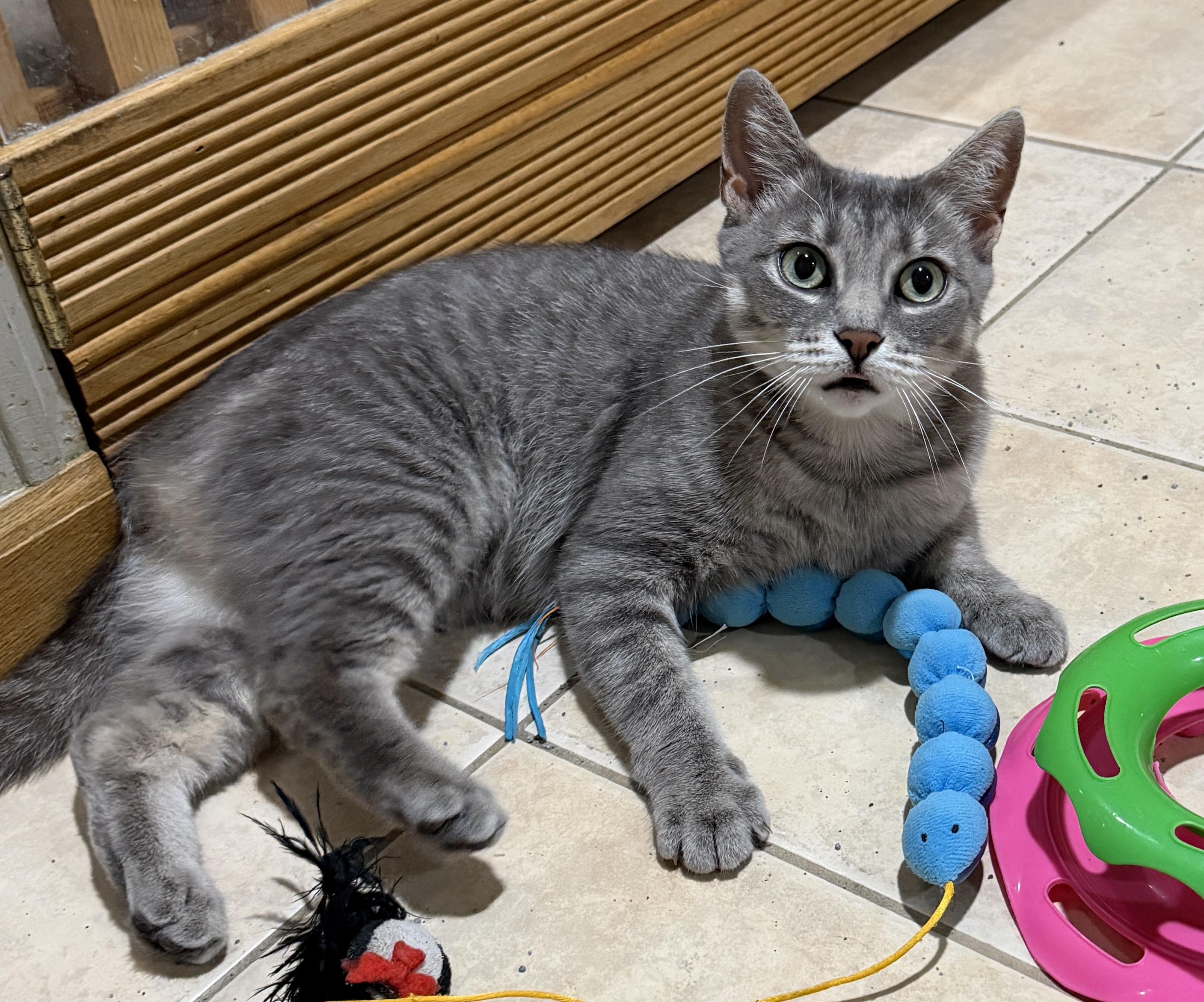 Opal, Adoptable, Adult Female Domestic Short Hair.