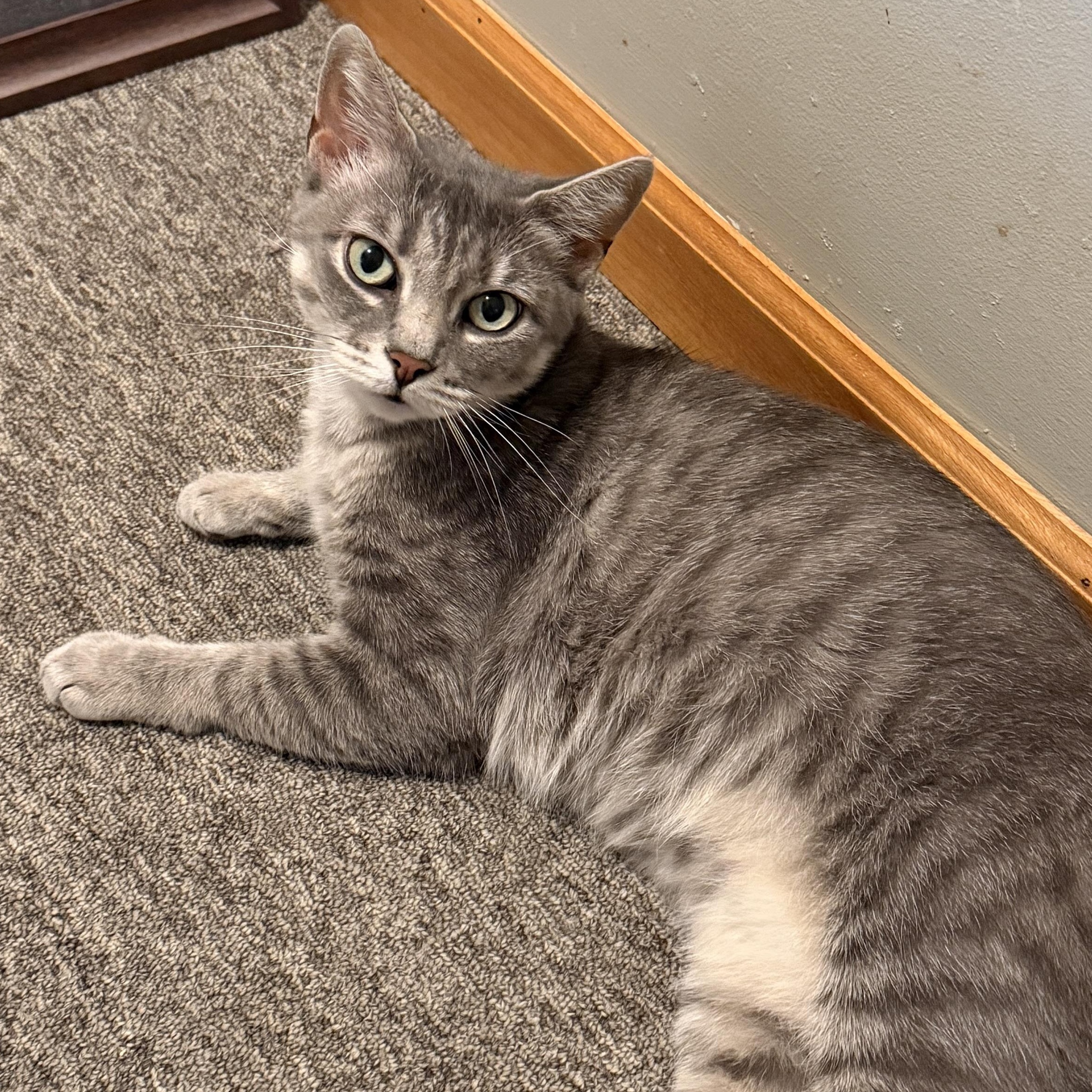 Enlarge Opal, a Adoptable Domestic Short Hair in East Hanover, NJ image 2/4