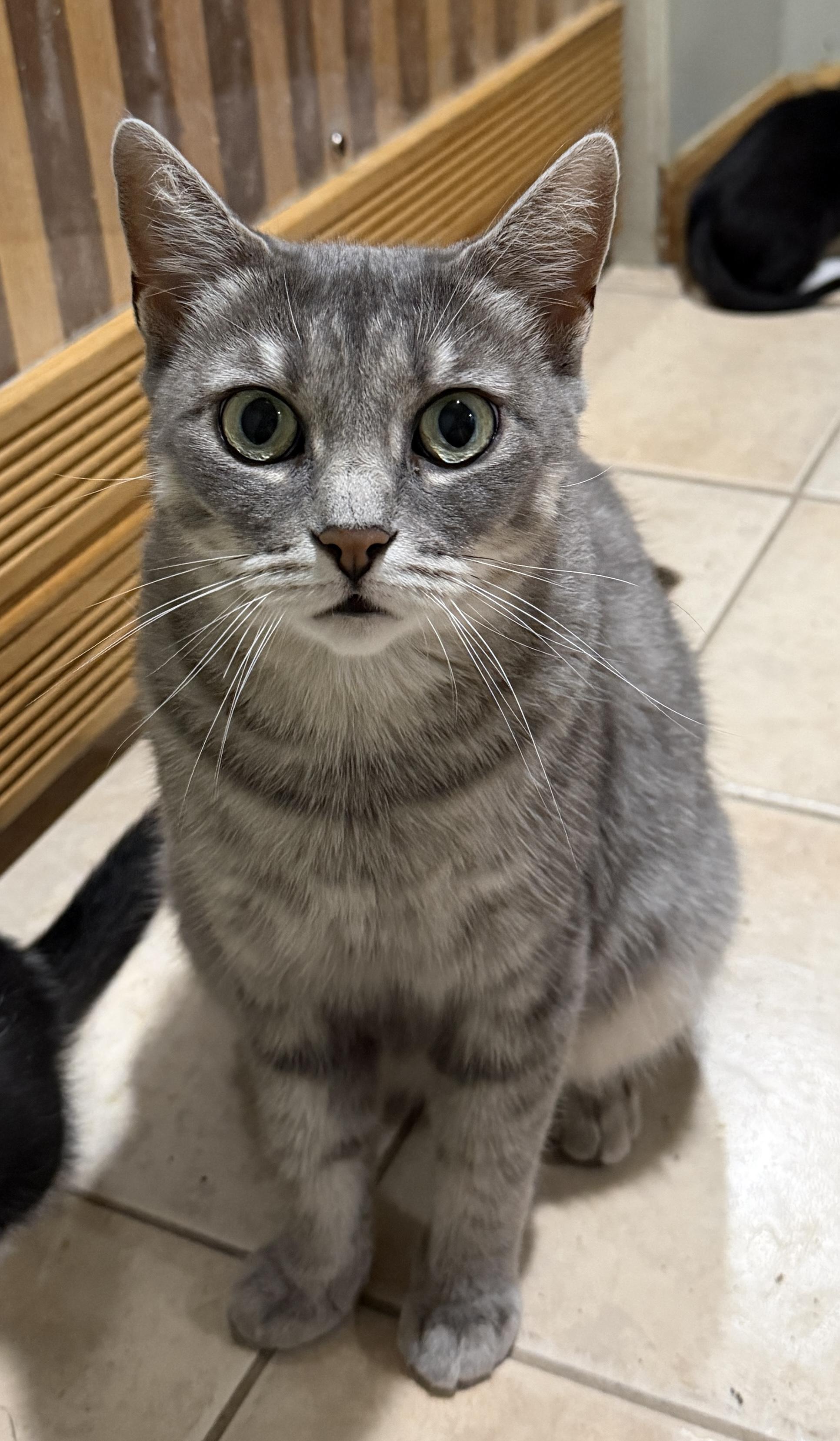 Opal, a Adoptable Domestic Short Hair in East Hanover, NJ image 4/4