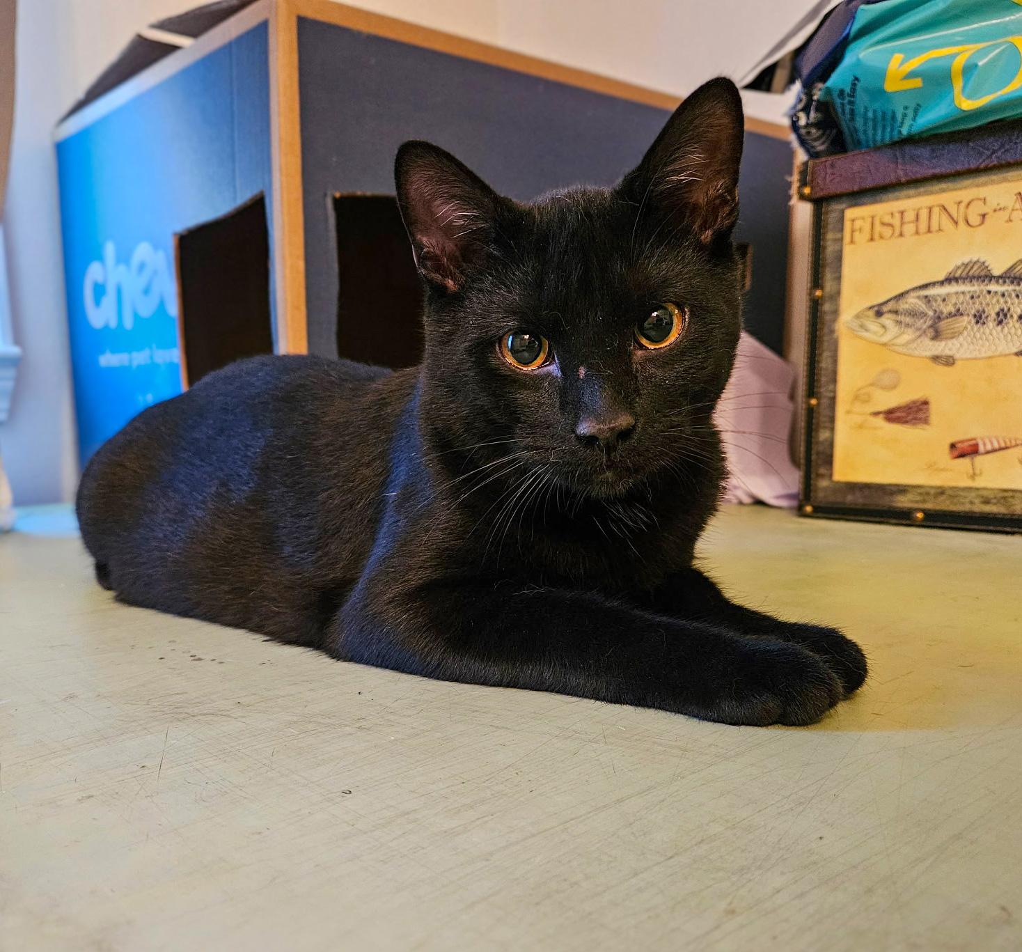 Enlarge Sweet Basil, a Adoptable Domestic Short Hair in Boothbay, ME image 1/5