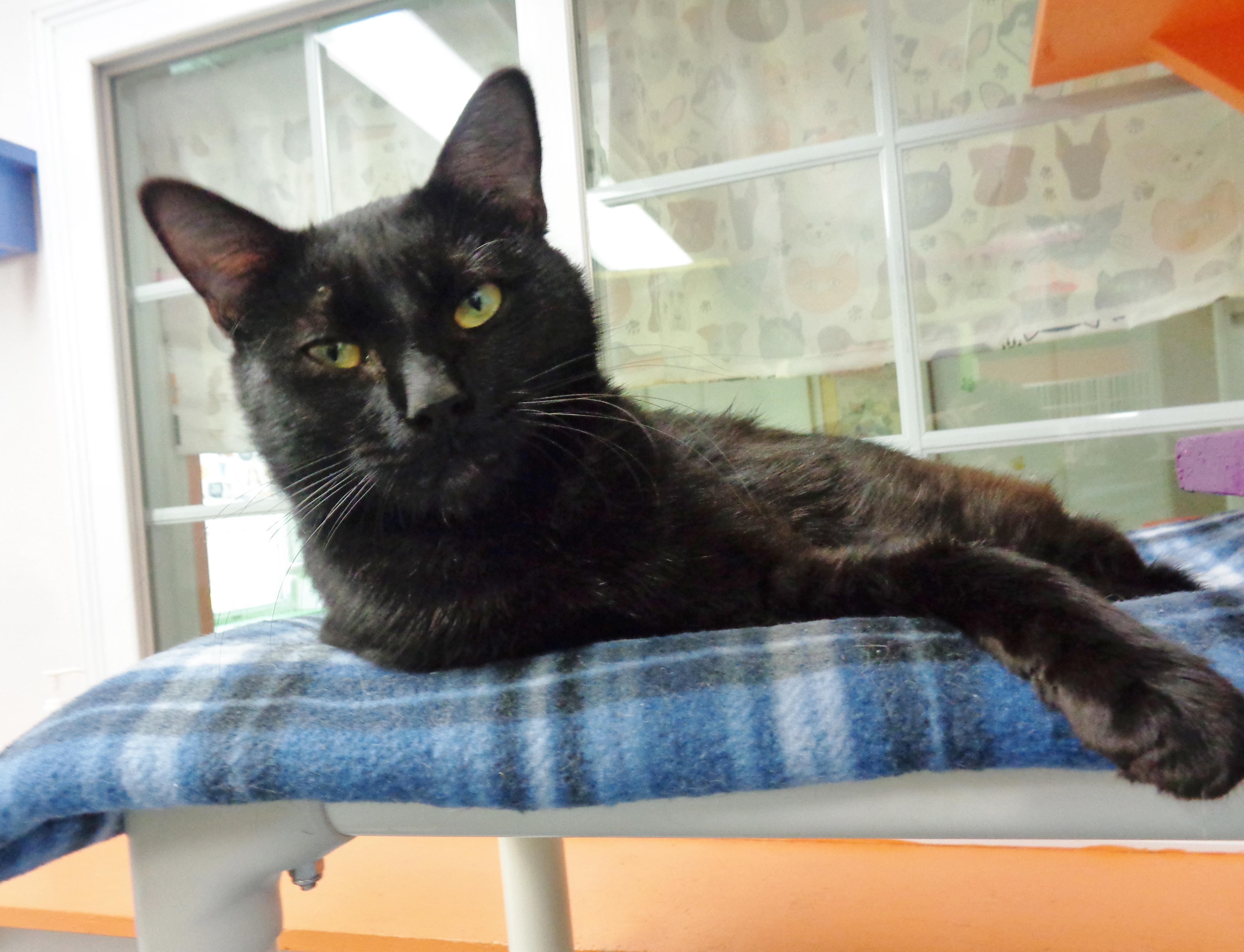LEEK, a ADOPTABLE Domestic Short Hair in Delhi, NY image 2/6