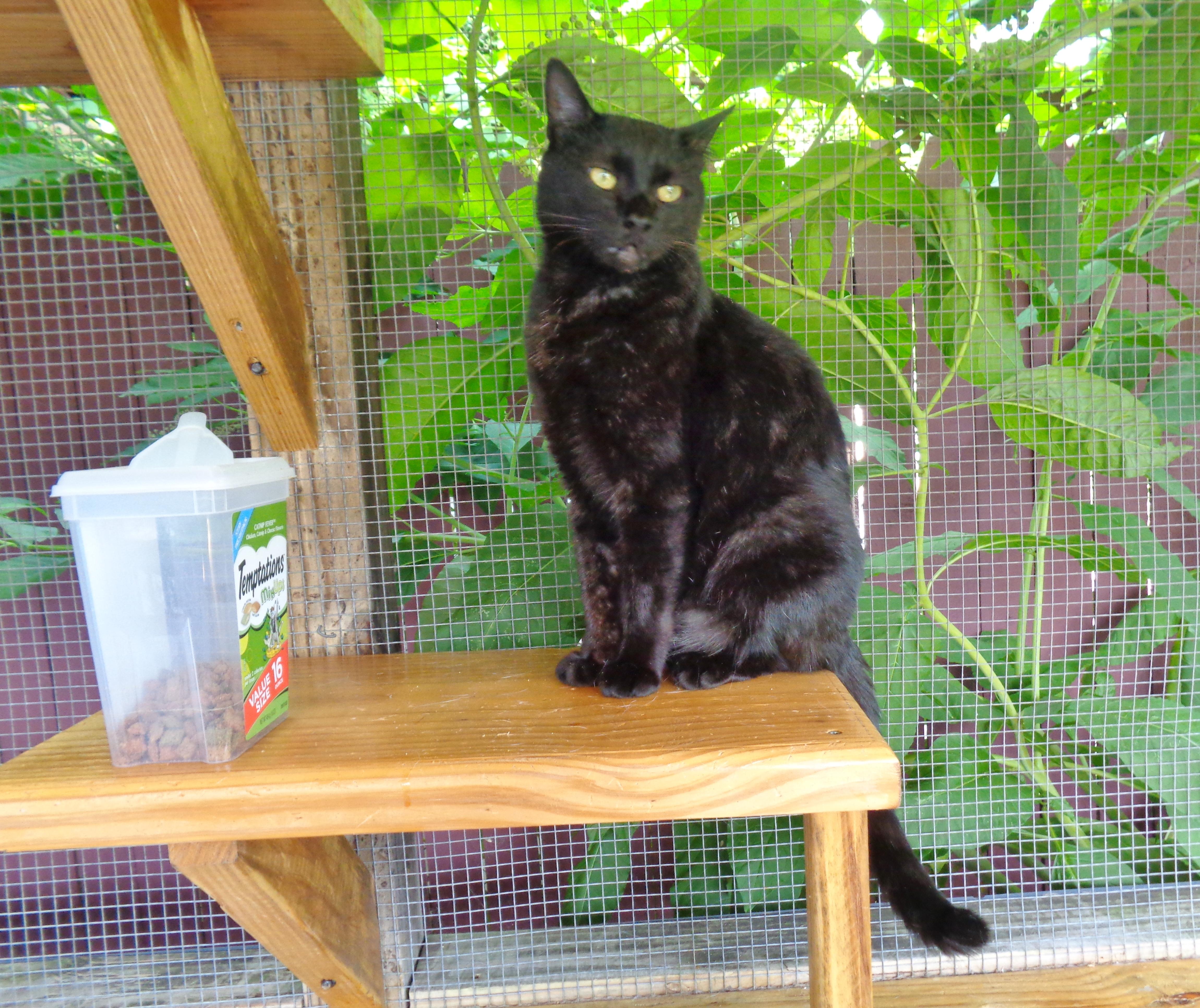 LEEK, a ADOPTABLE Domestic Short Hair in Delhi, NY image 6/6