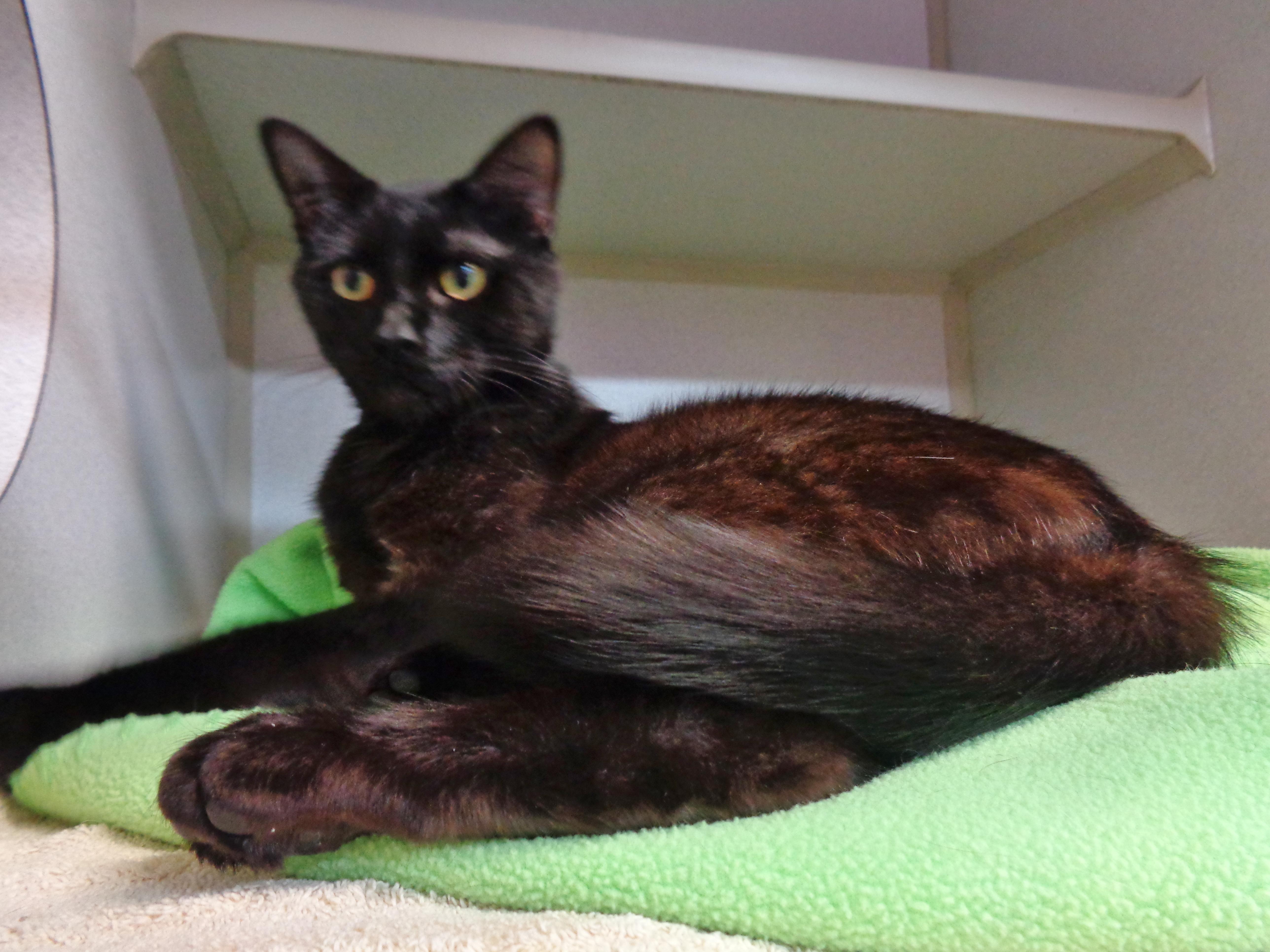 LEEK, a ADOPTABLE Domestic Short Hair in Delhi, NY image 5/6