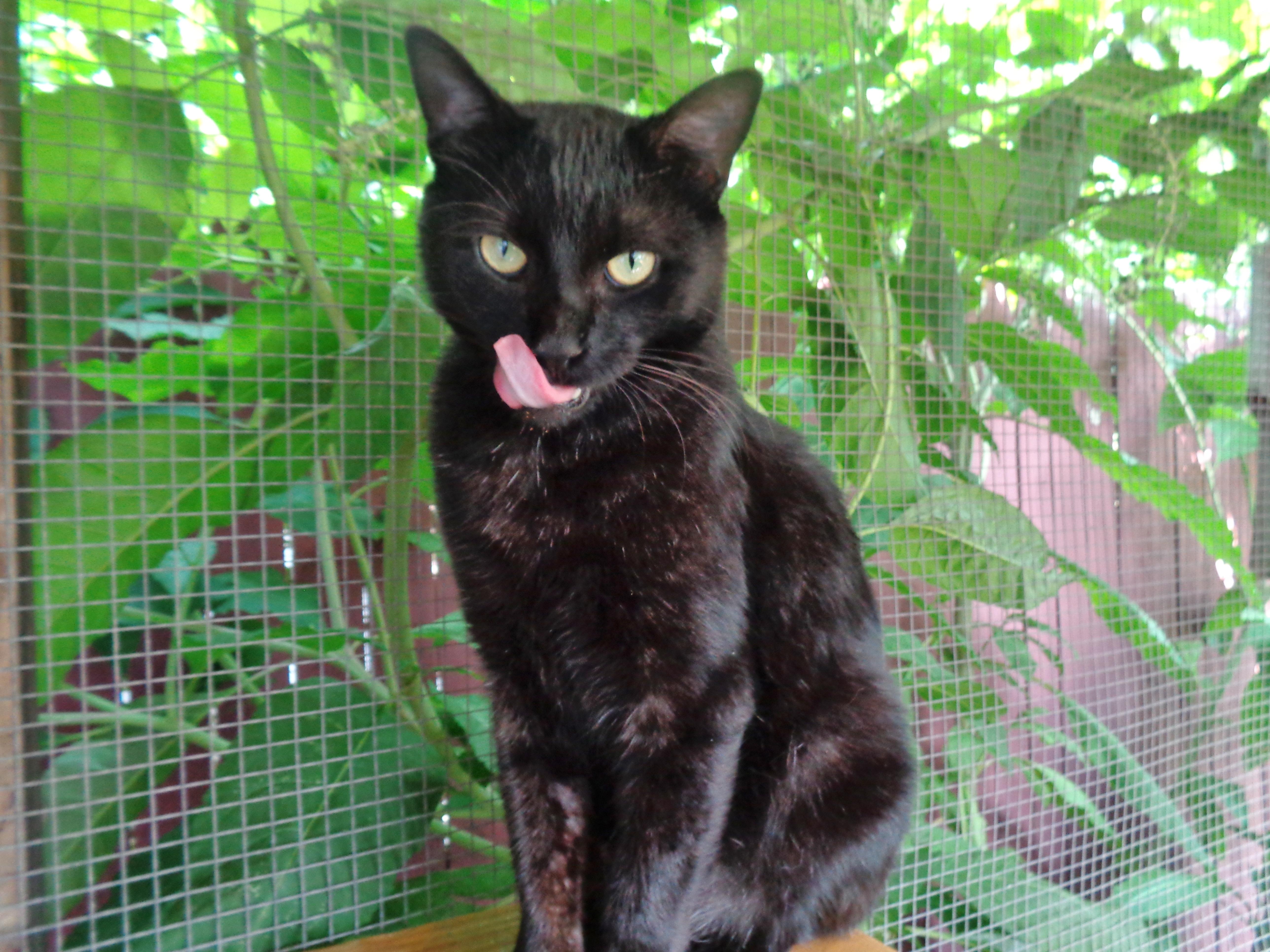 LEEK, ADOPTABLE, Young Male Domestic Short Hair.