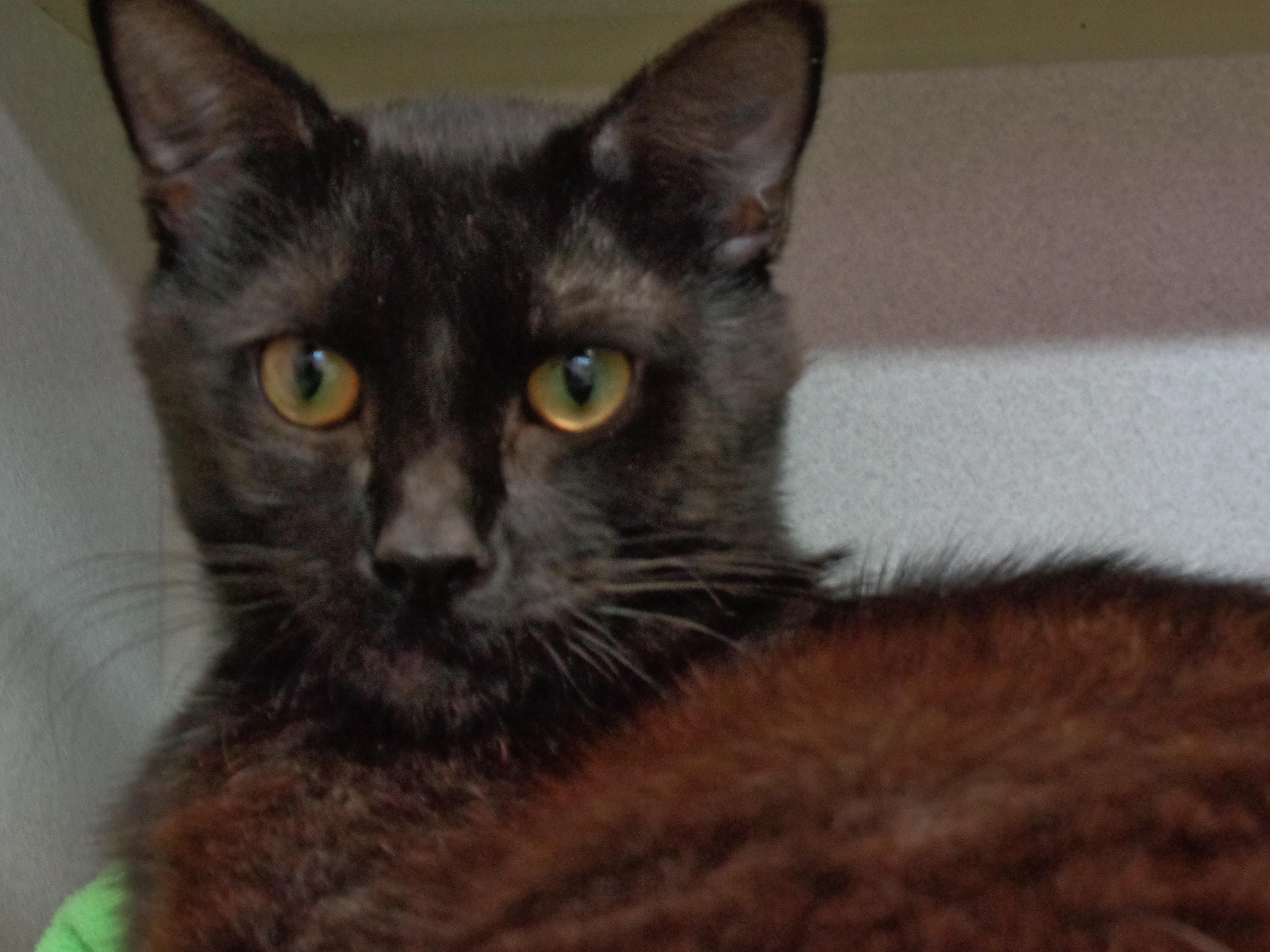 LEEK, a ADOPTABLE Domestic Short Hair in Delhi, NY image 6/6