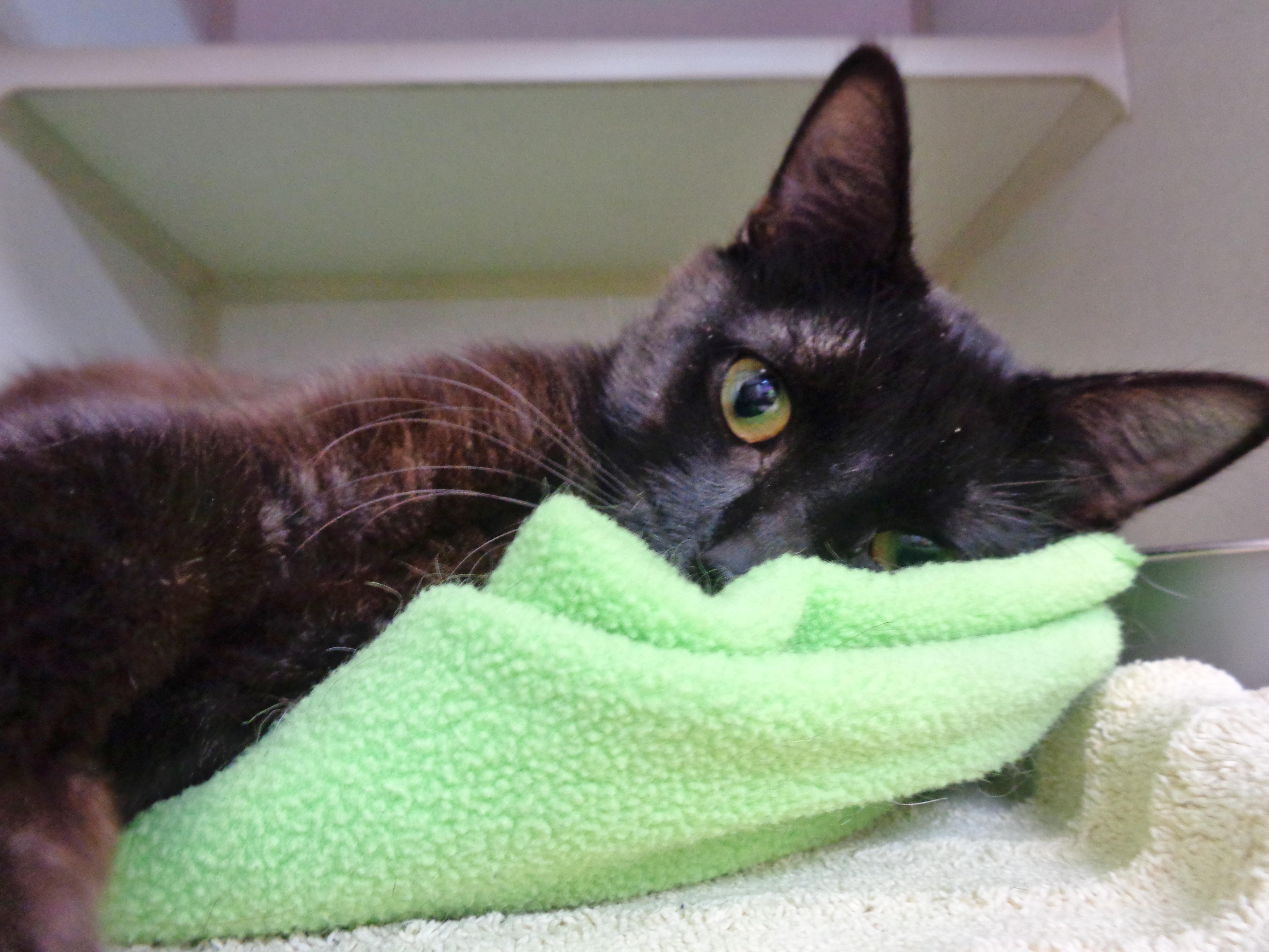 LEEK, ADOPTABLE, Young Male Domestic Short Hair.