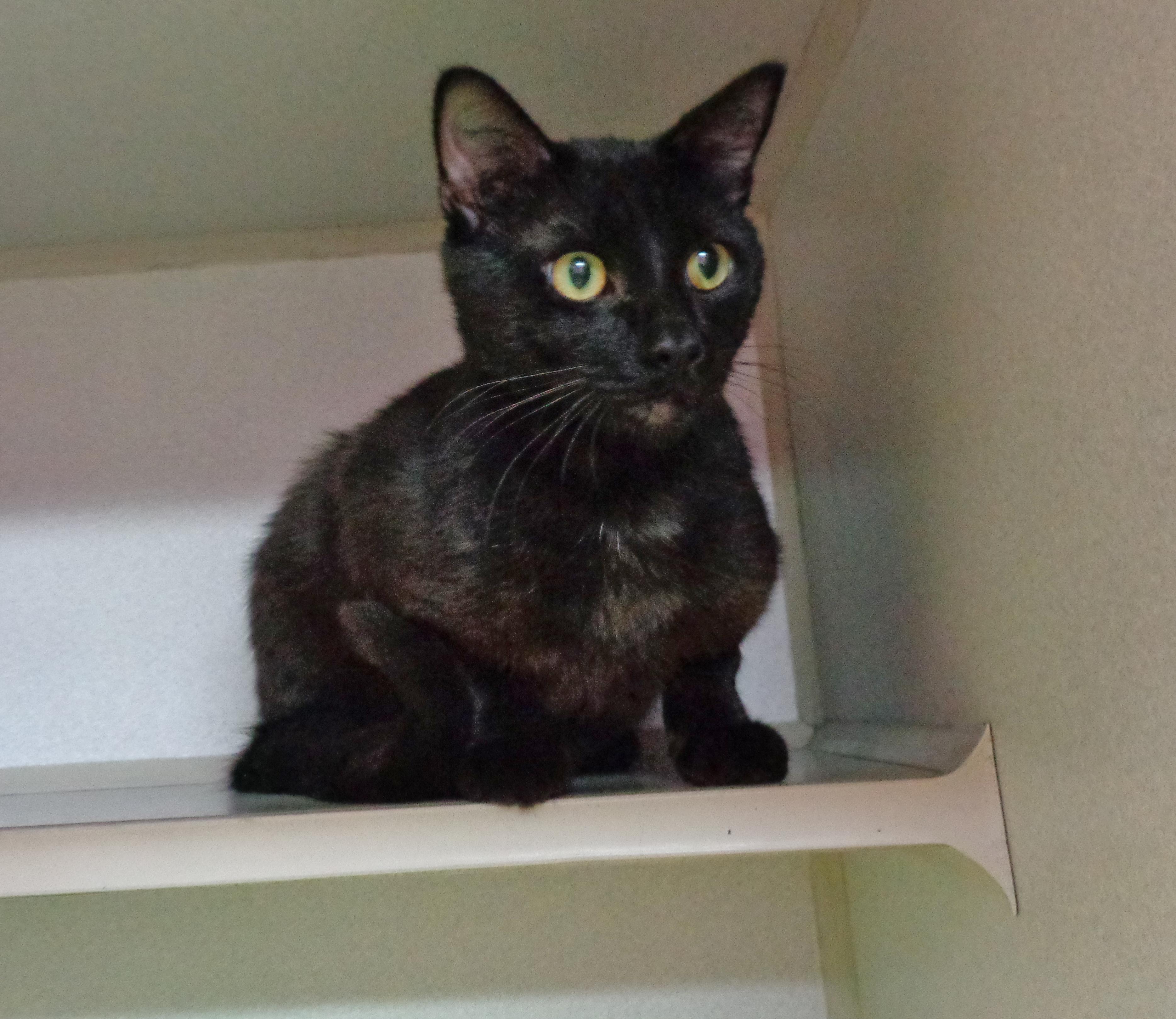 LEEK, a ADOPTABLE Domestic Short Hair in Delhi, NY image 4/6
