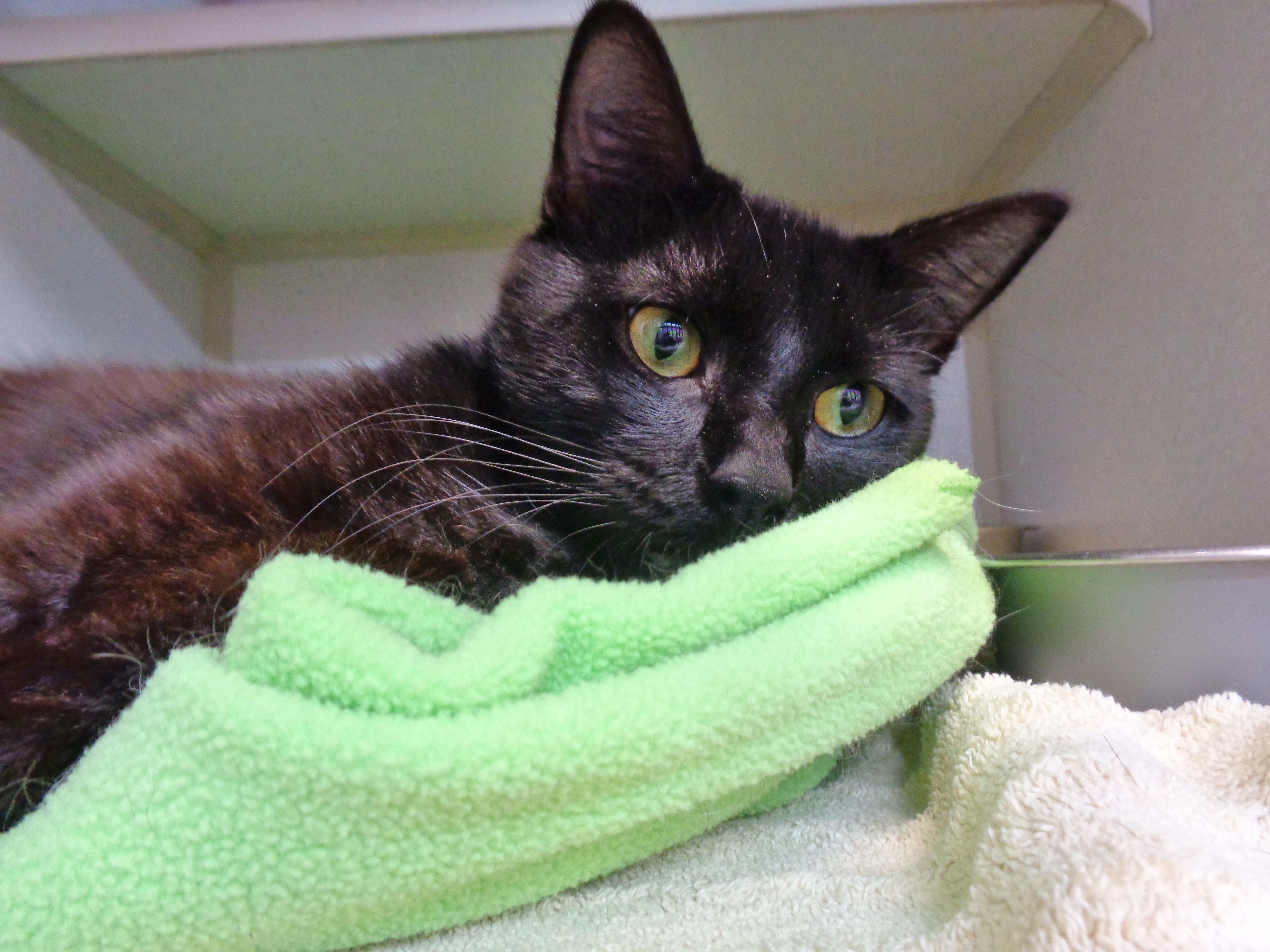 LEEK, a ADOPTABLE Domestic Short Hair in Delhi, NY image 3/6