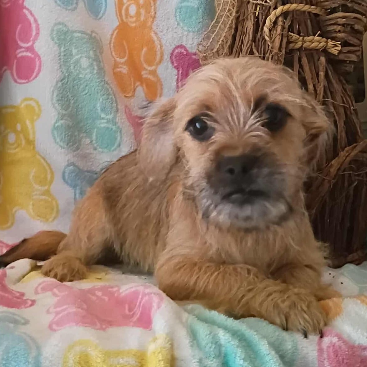 Bear 2, adopted, Puppy Male Chihuahua.