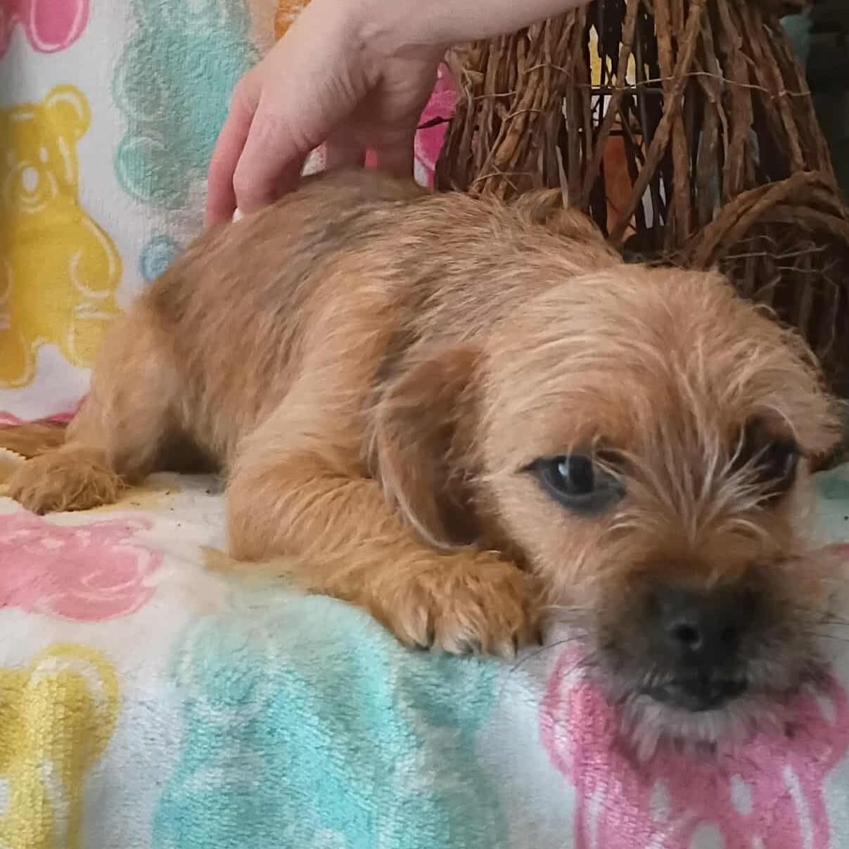 Enlarge Bear 2, an adopted mixed breed in Windsor, ON image 2/3