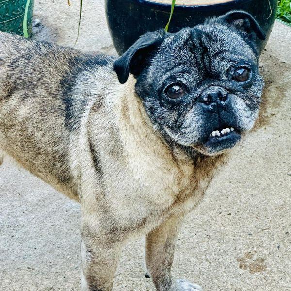 Enlarge Humphrey, a Adoptable Pug in Alvin, TX image 1/1