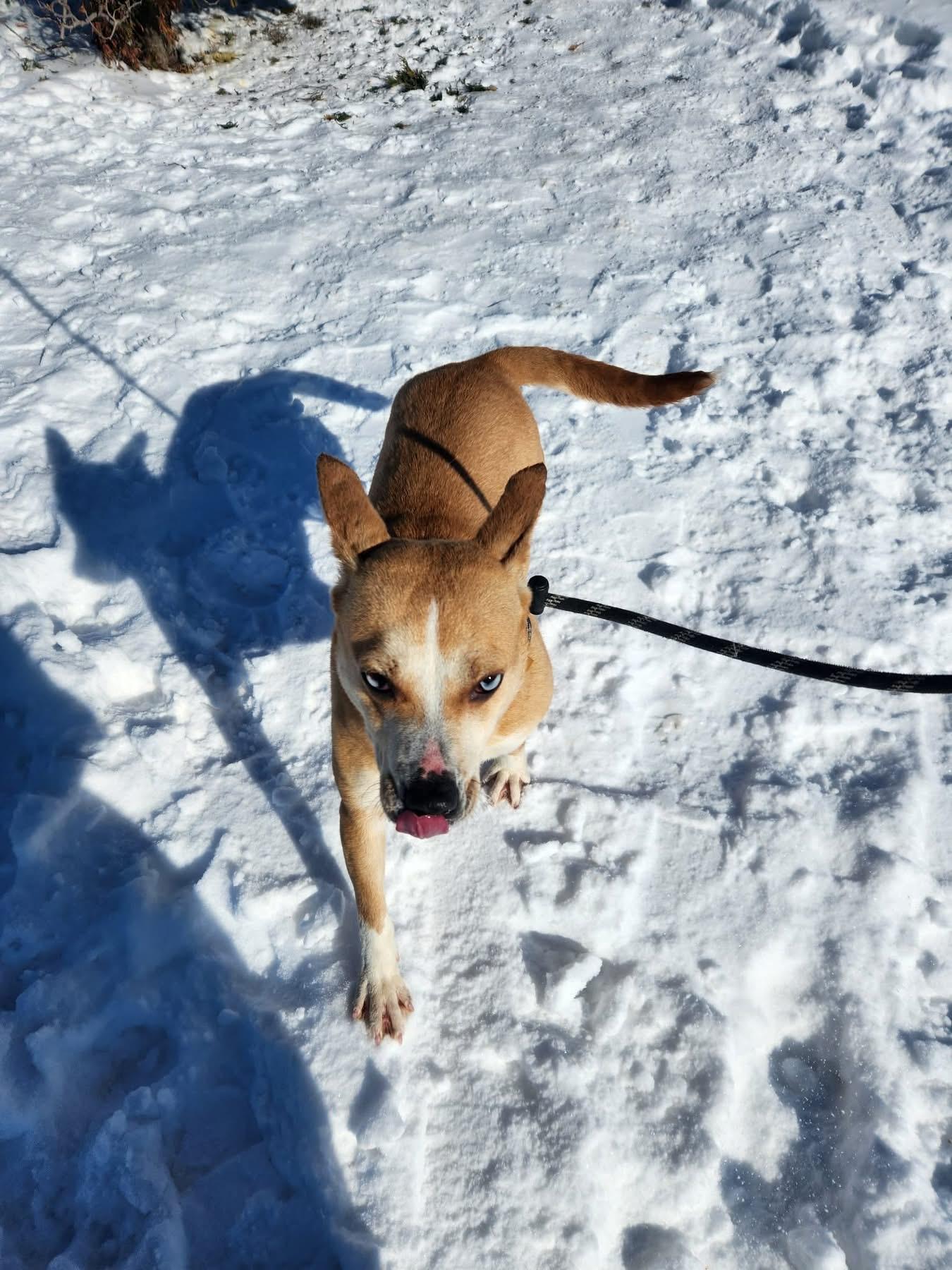 Enlarge Coco, a ADOPTABLE Mixed Breed in Vaudreuil-Dorion, QC image 1/1