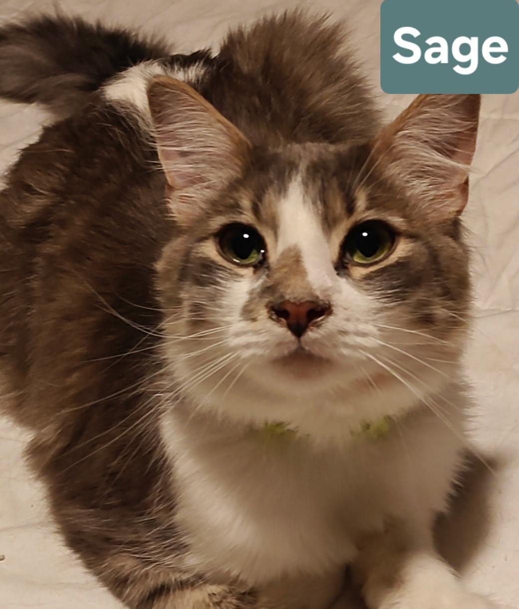 Enlarge Sage, a ADOPTABLE mixed breed in Albuquerque, NM image 1/3
