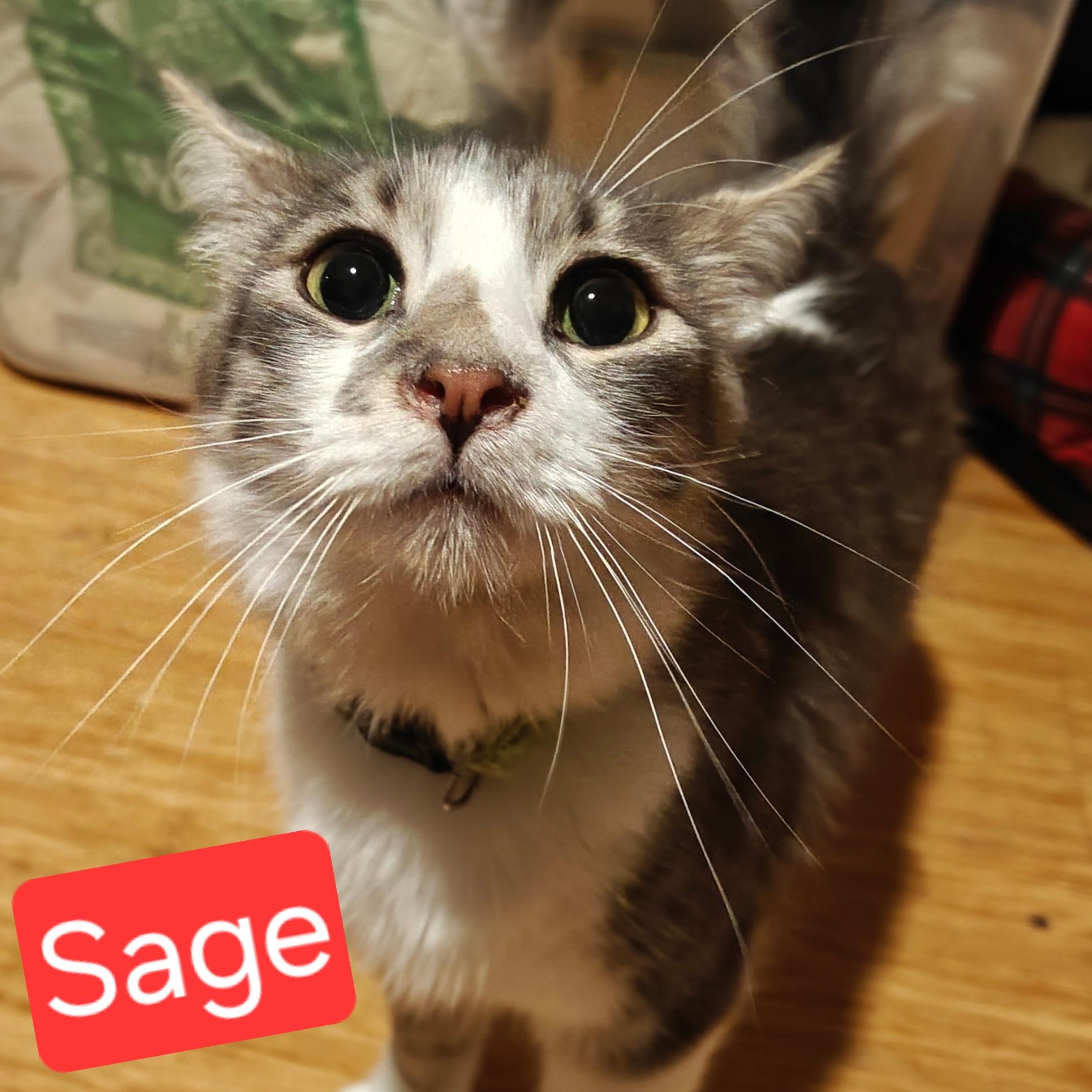 Enlarge Sage, a ADOPTABLE mixed breed in Albuquerque, NM image 3/3