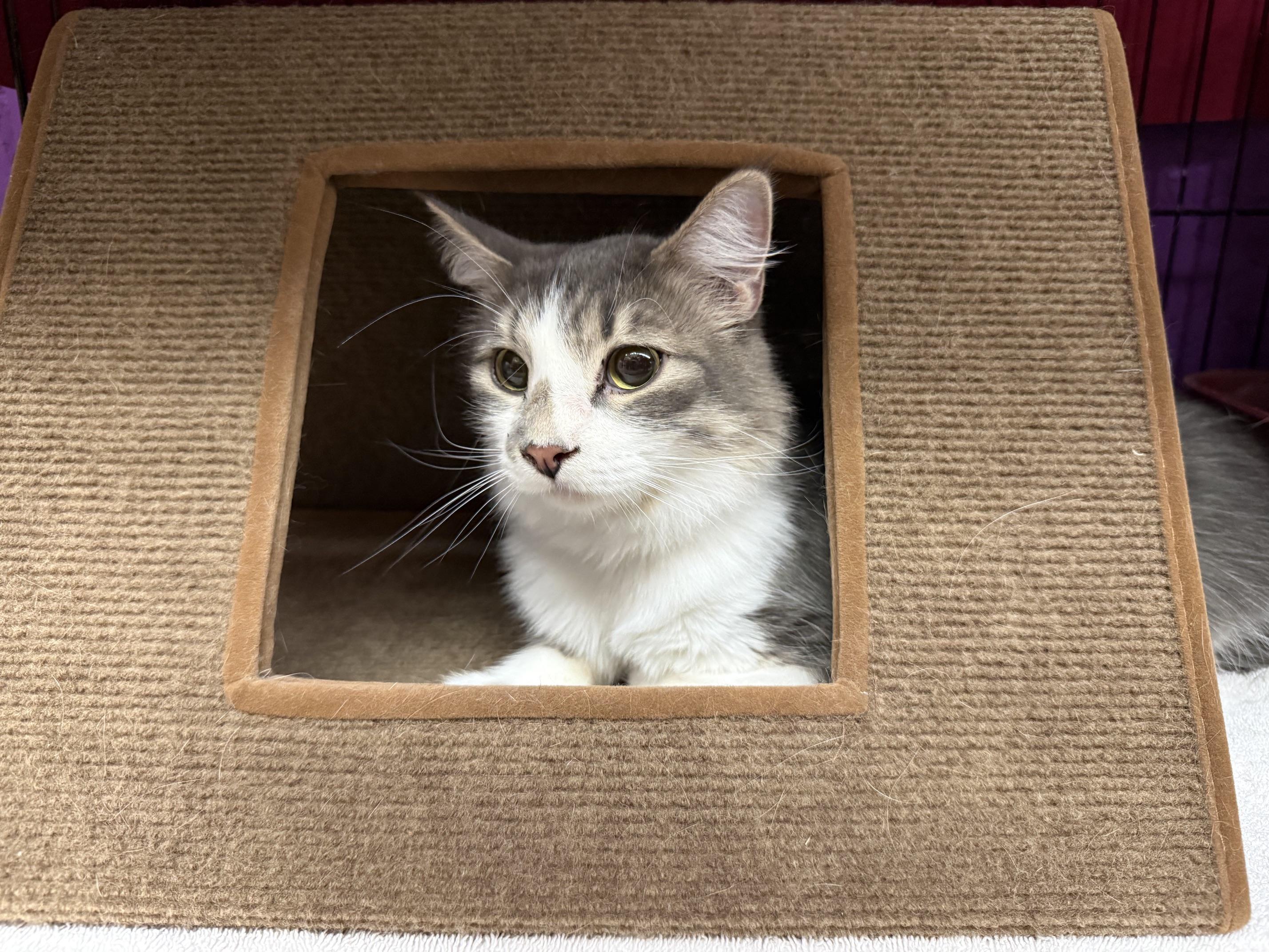 Enlarge Sage, a ADOPTABLE mixed breed in Albuquerque, NM image 2/3