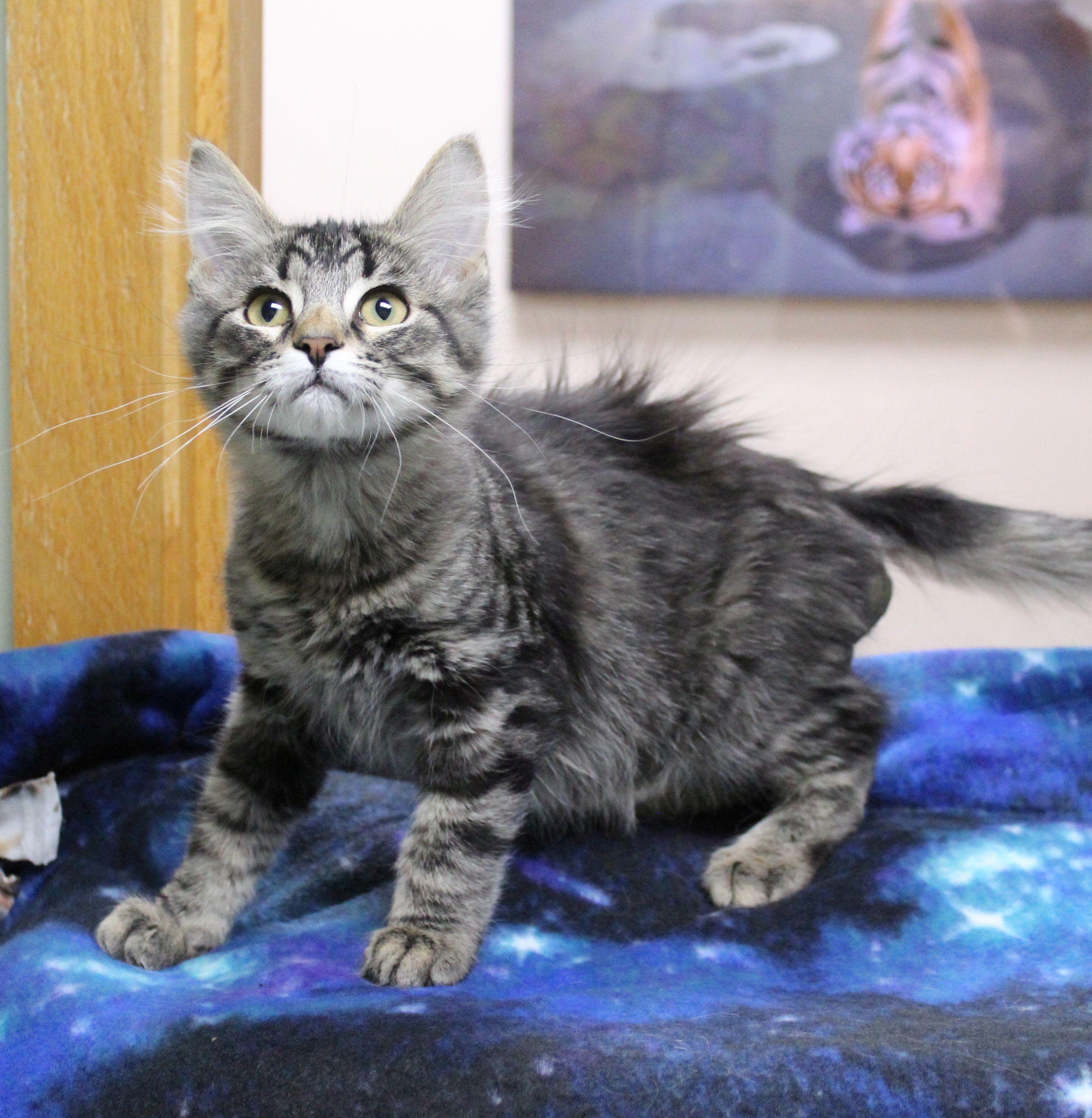Enlarge Sally, a ADOPTABLE Domestic Medium Hair in Portage, WI image 1/3