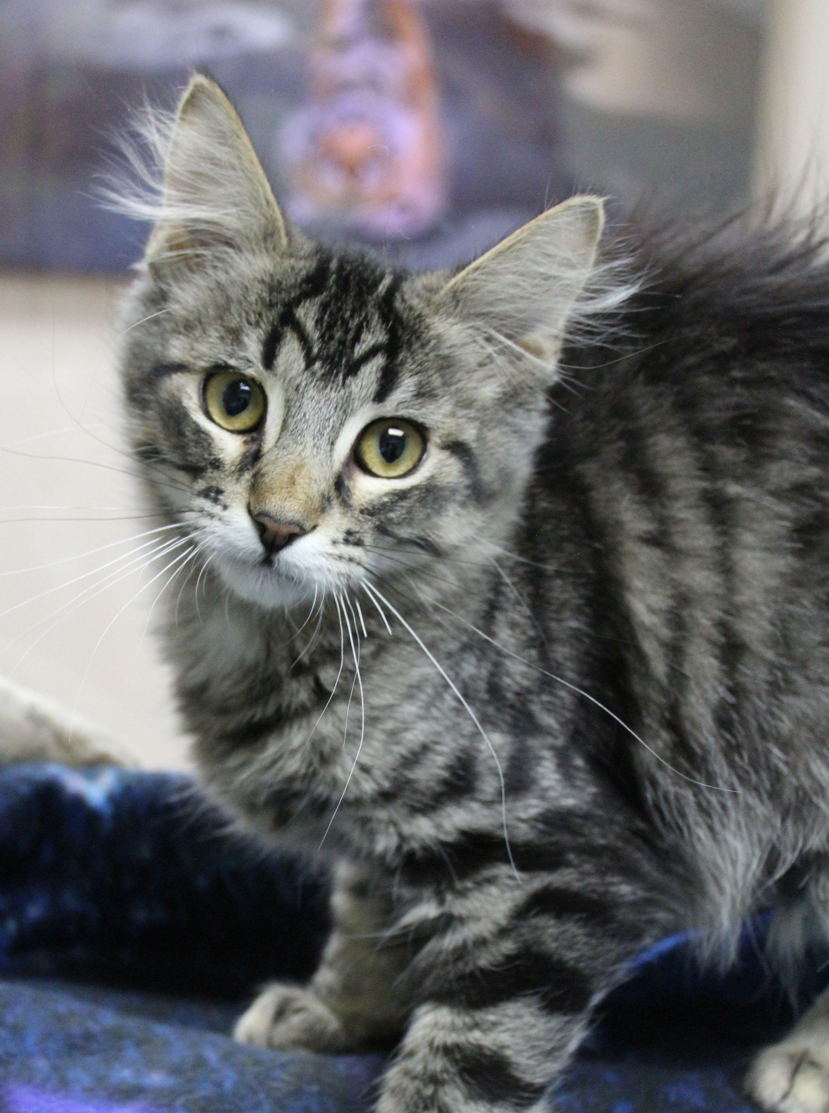 Enlarge Sally, a ADOPTABLE Domestic Medium Hair in Portage, WI image 3/3