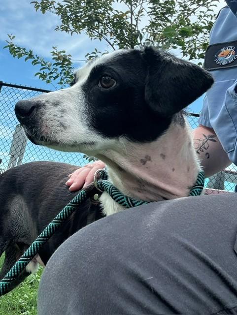 Enlarge BARNEY BOY, a Adoptable mixed breed in Lynn Haven, FL image 3/5