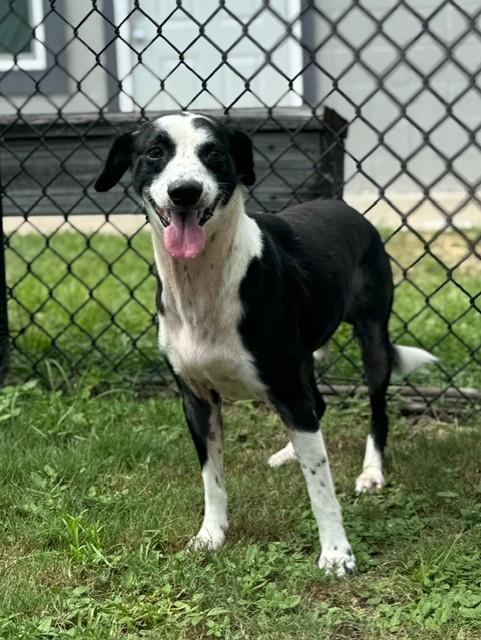 Enlarge BARNEY BOY, a Adoptable mixed breed in Lynn Haven, FL image 2/5