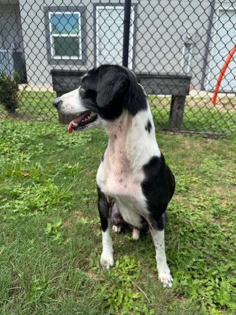 Enlarge BARNEY BOY, a Adoptable mixed breed in Lynn Haven, FL image 4/5