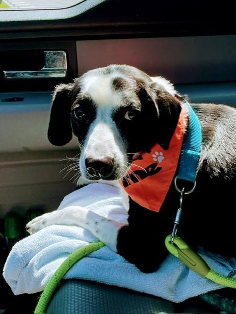 BARNEY BOY, Adoptable, Adult Male Border Collie.
