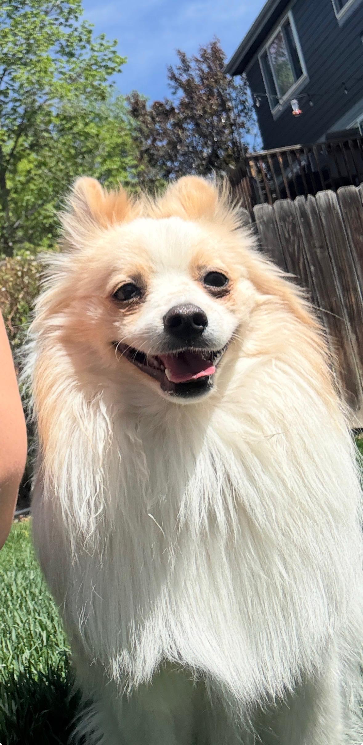 Enlarge Ozzy, a ADOPTABLE Pomeranian in Fort Collins, CO image 5/5
