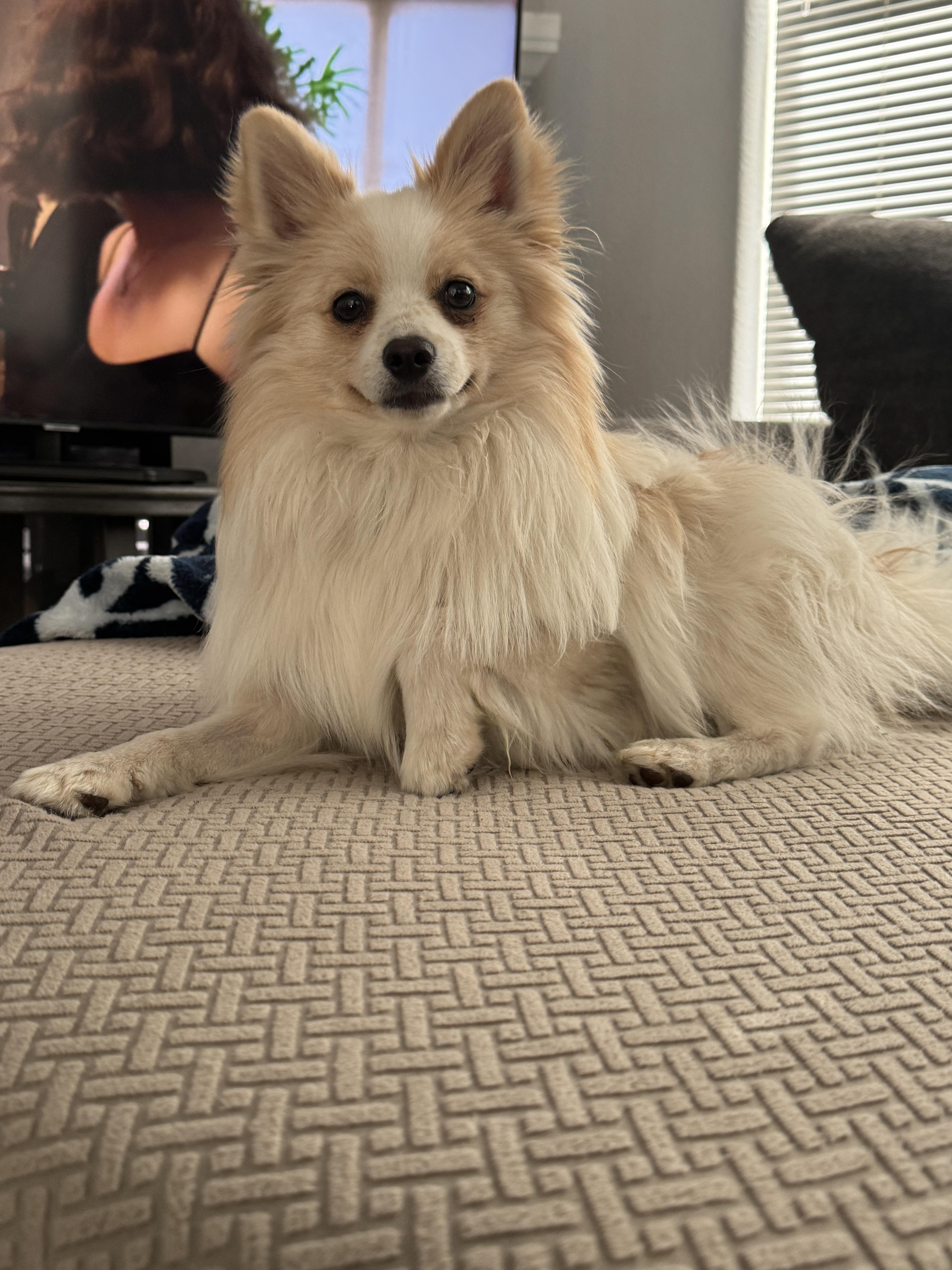 Enlarge Ozzy, a ADOPTABLE Pomeranian in Fort Collins, CO image 2/5