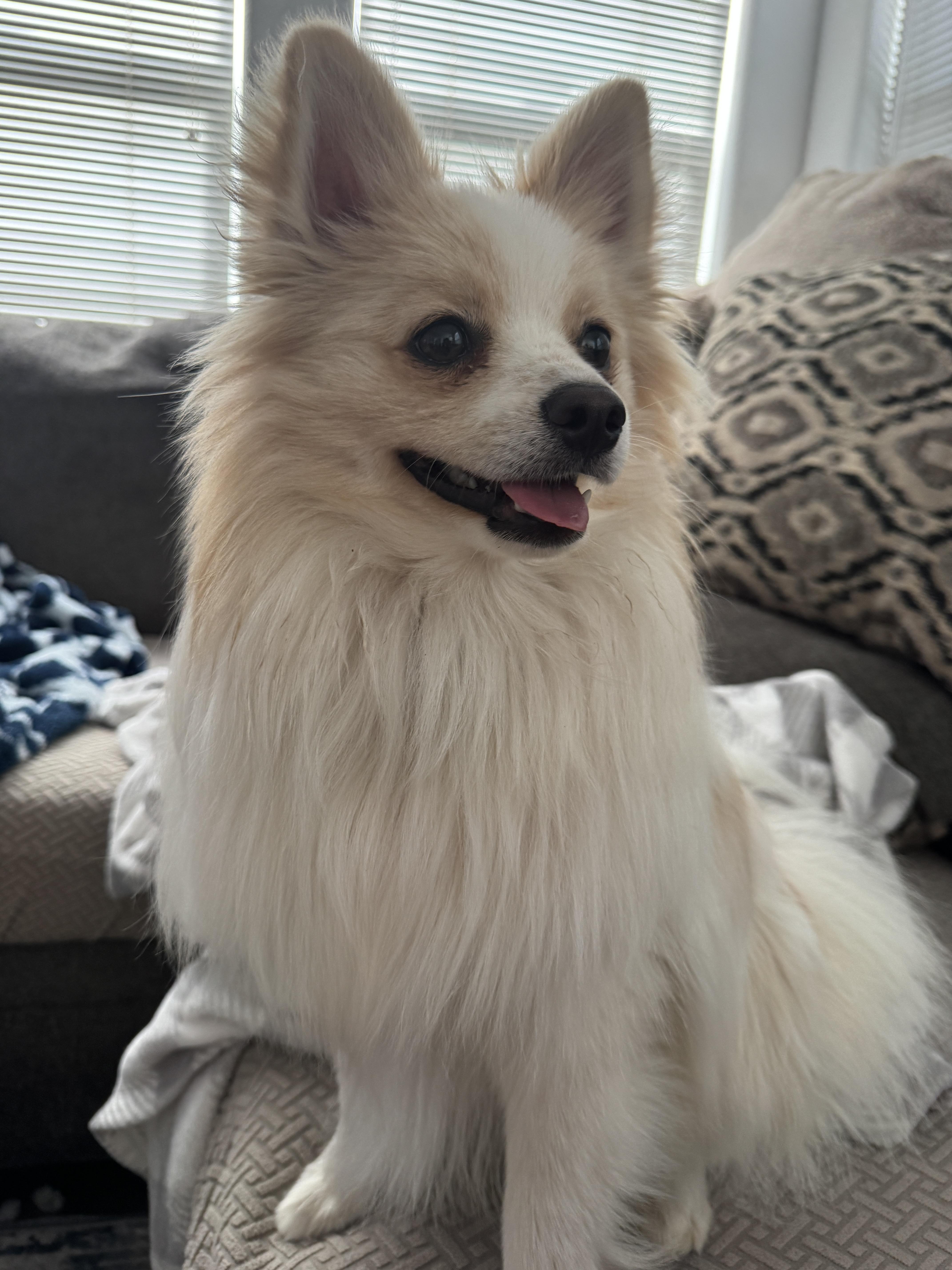 Enlarge Ozzy, a ADOPTABLE Pomeranian in Fort Collins, CO image 3/5