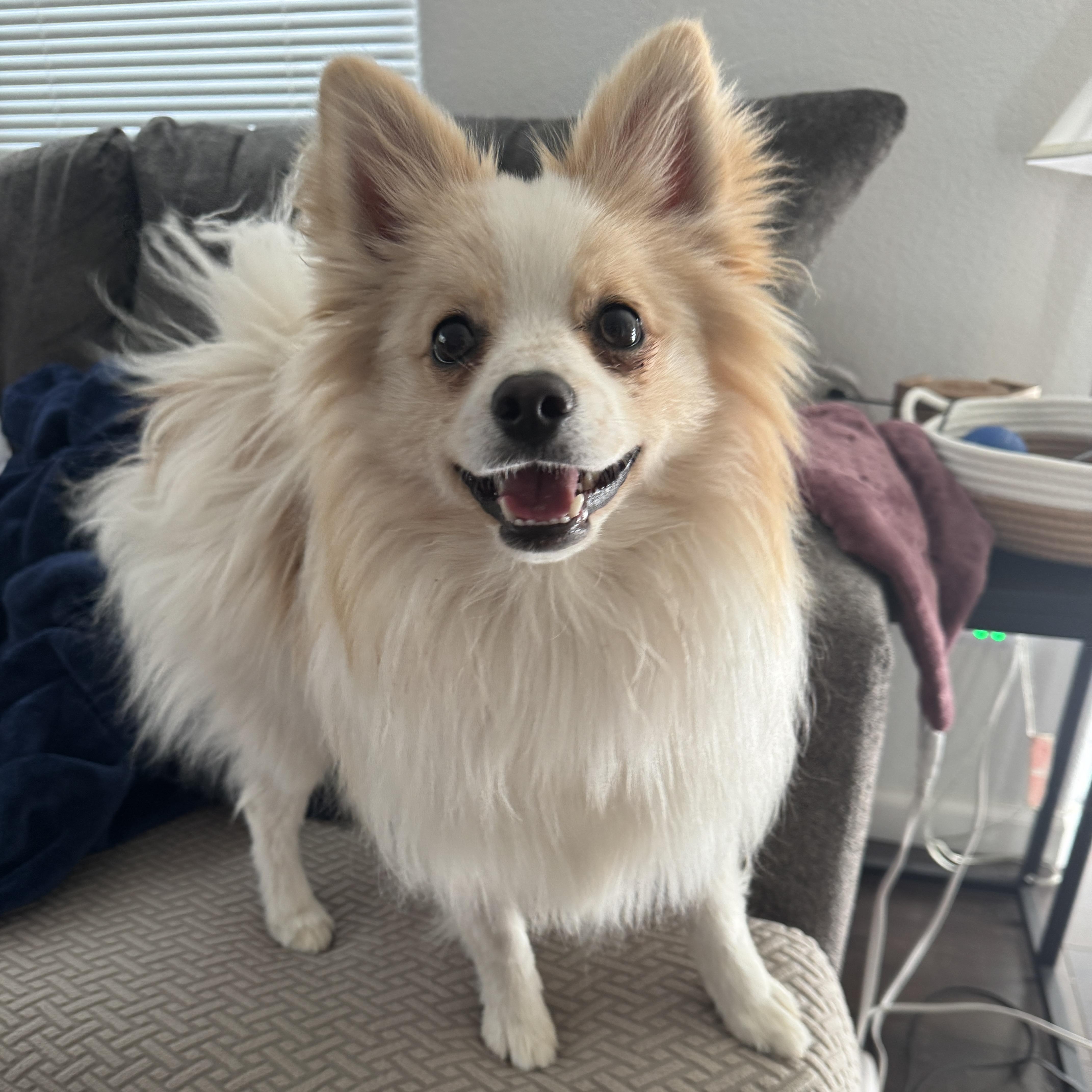 Enlarge Ozzy, a ADOPTABLE Pomeranian in Fort Collins, CO image 1/5