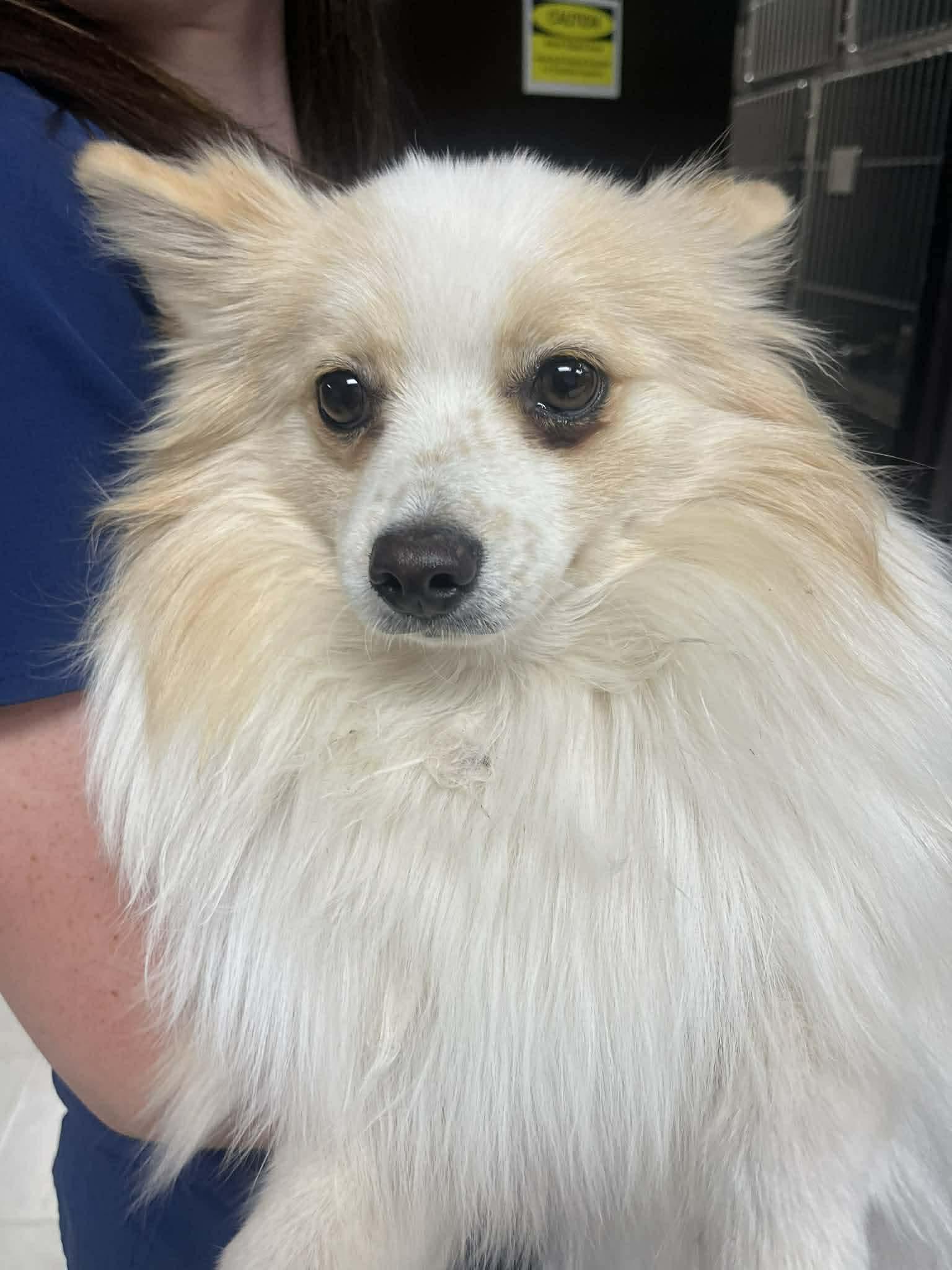 Enlarge Ozzy, a ADOPTABLE Pomeranian in Fort Collins, CO image 4/5