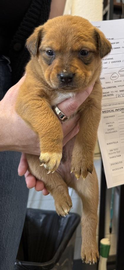 #5, Adoptable, Puppy Male Mixed Breed & Mixed Breed.