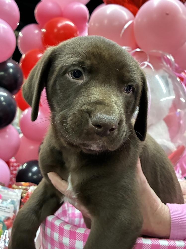 Beslere / Gus, Adopted, Puppy Male Labrador Retriever & Mixed Breed.