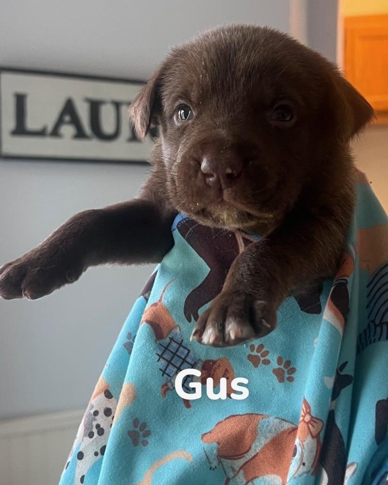 Beslere / Gus, a Adopted mixed breed in Broomfield, CO image 2/2