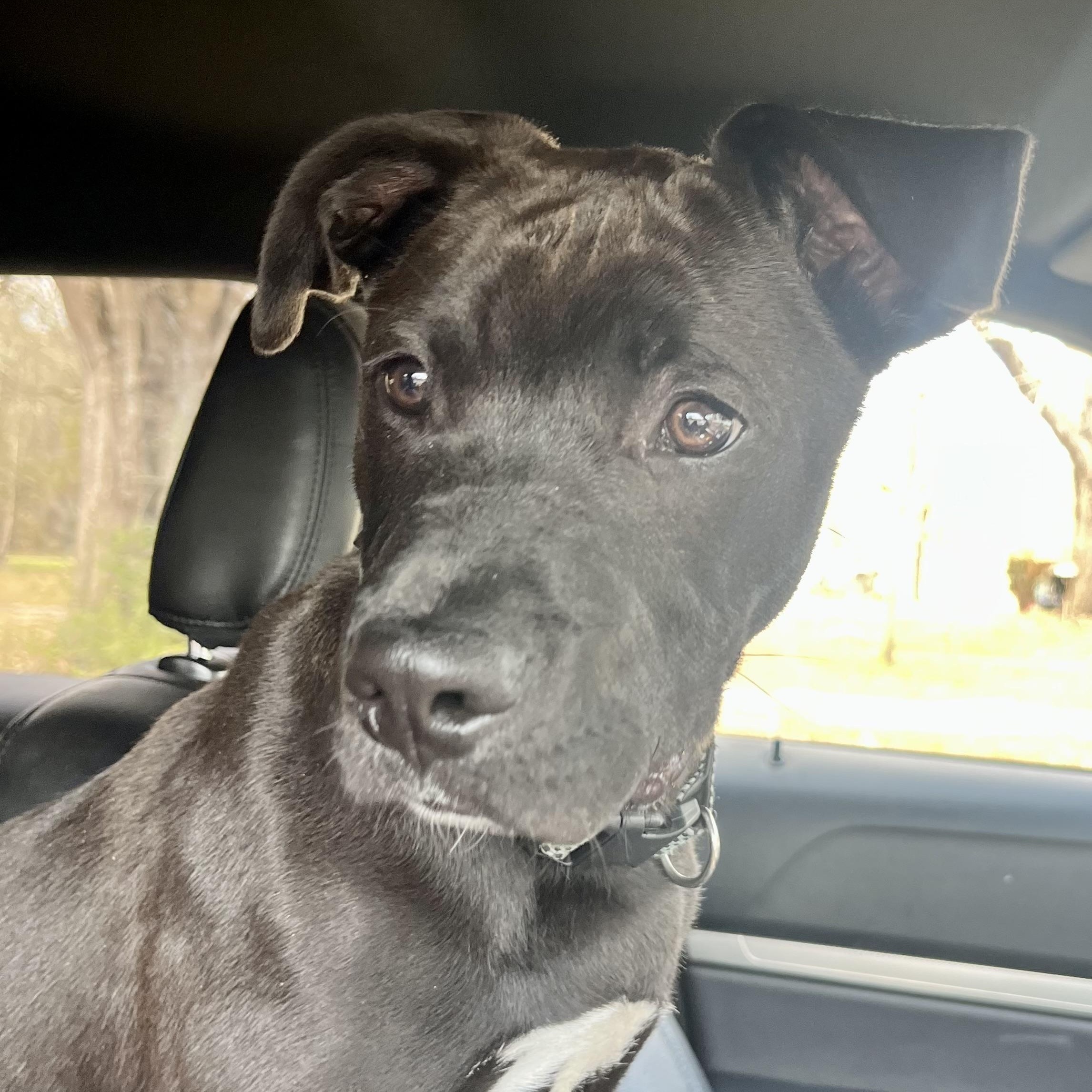 Enlarge Woody (SUNCOAST), an adopted mixed breed in Brewton, AL image 4/4