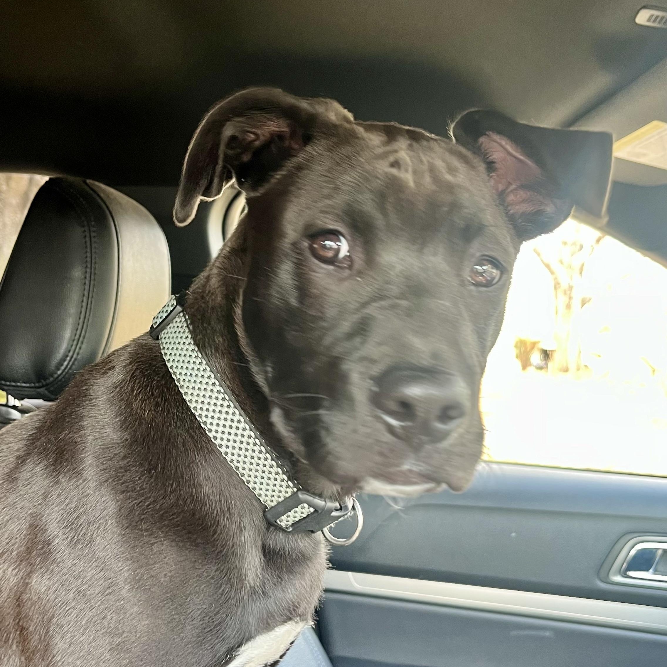 Enlarge Woody (SUNCOAST), an adopted mixed breed in Brewton, AL image 2/4