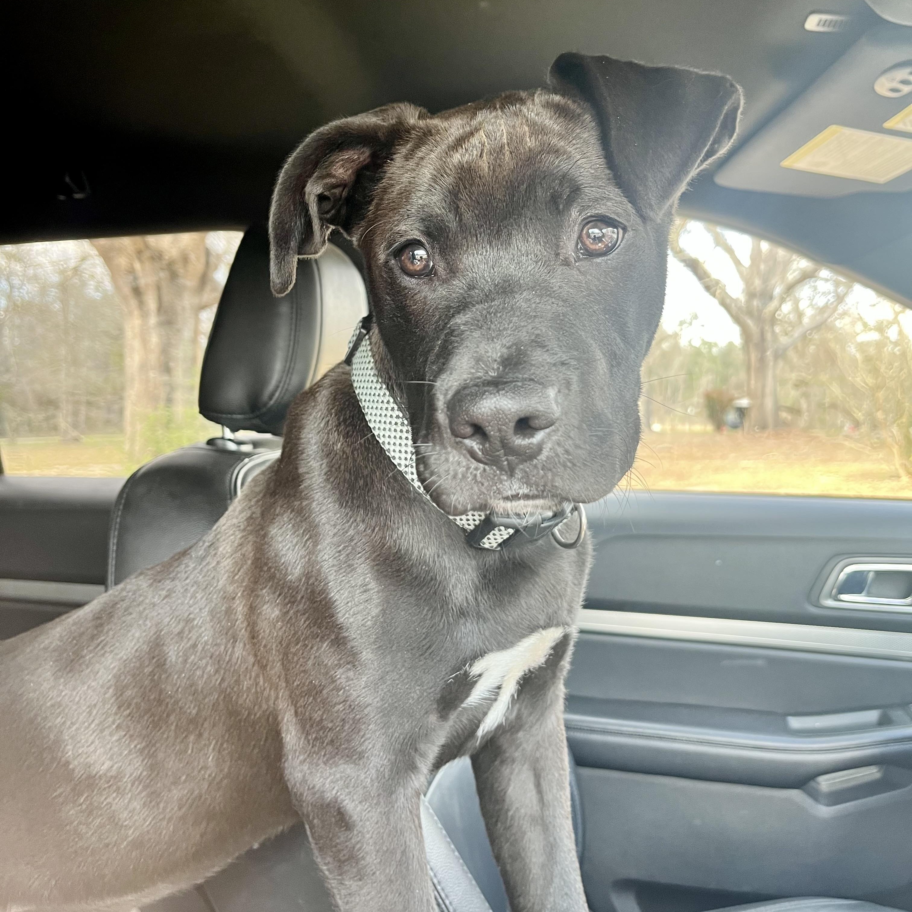 Woody (SUNCOAST), adopted, Puppy Male Labrador Retriever.