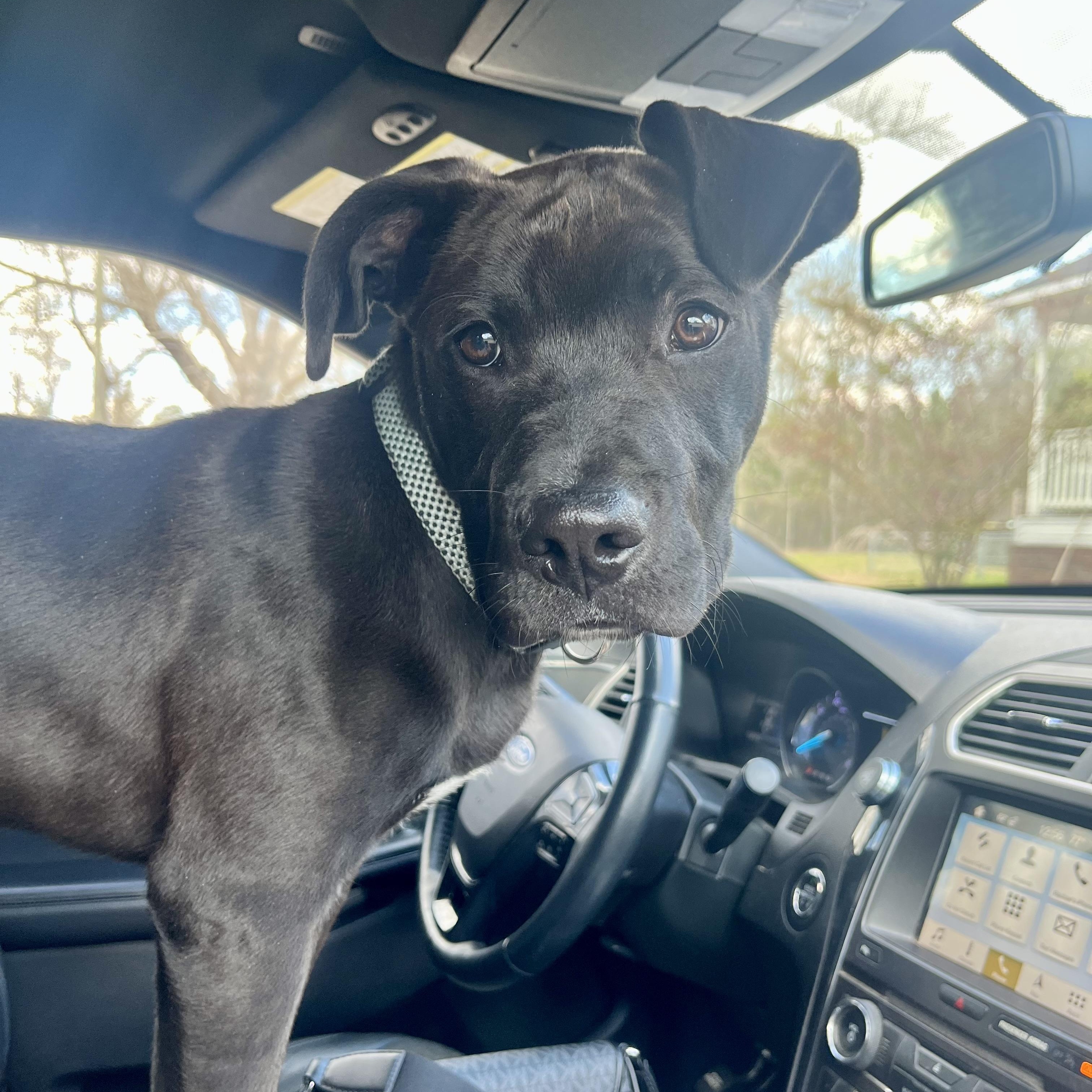 Enlarge Woody (SUNCOAST), an adopted mixed breed in Brewton, AL image 3/4