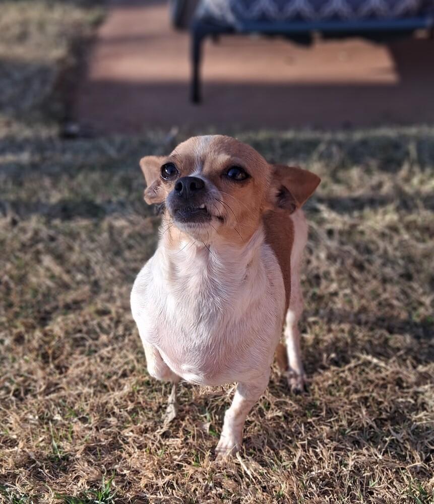 Lacey, Adoptable, Adult Female Chihuahua.