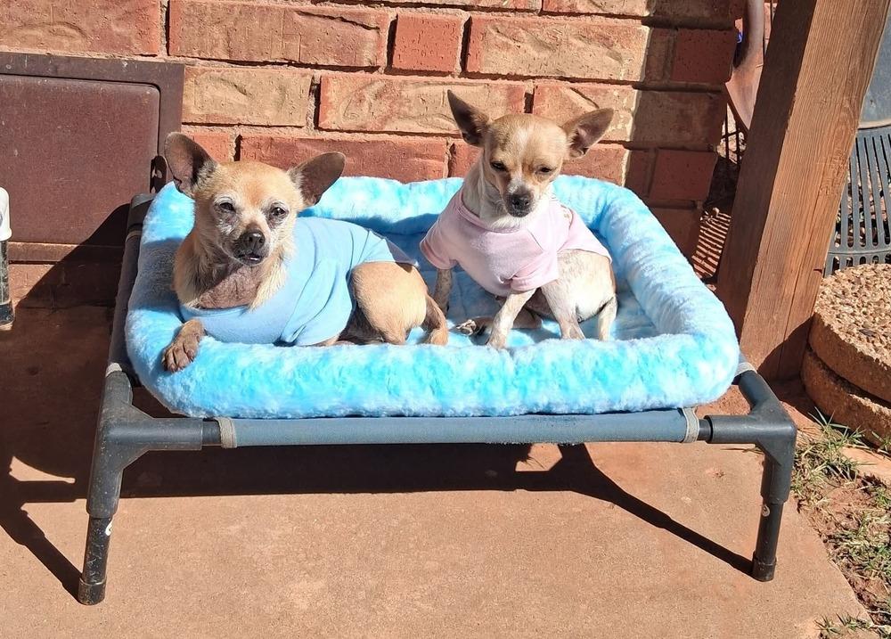 Lacey, a Adoptable Chihuahua in Blanchard, OK image 3/5