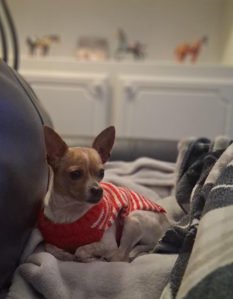 Lacey, a Adoptable Chihuahua in Blanchard, OK image 4/5