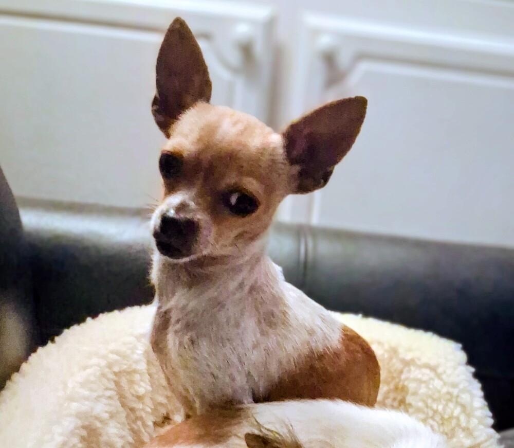 Lacey, a Adoptable Chihuahua in Blanchard, OK image 5/5