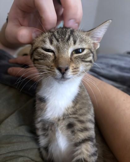 Enlarge Harrington, a Adoptable mixed breed in Washington, DC image 1/3